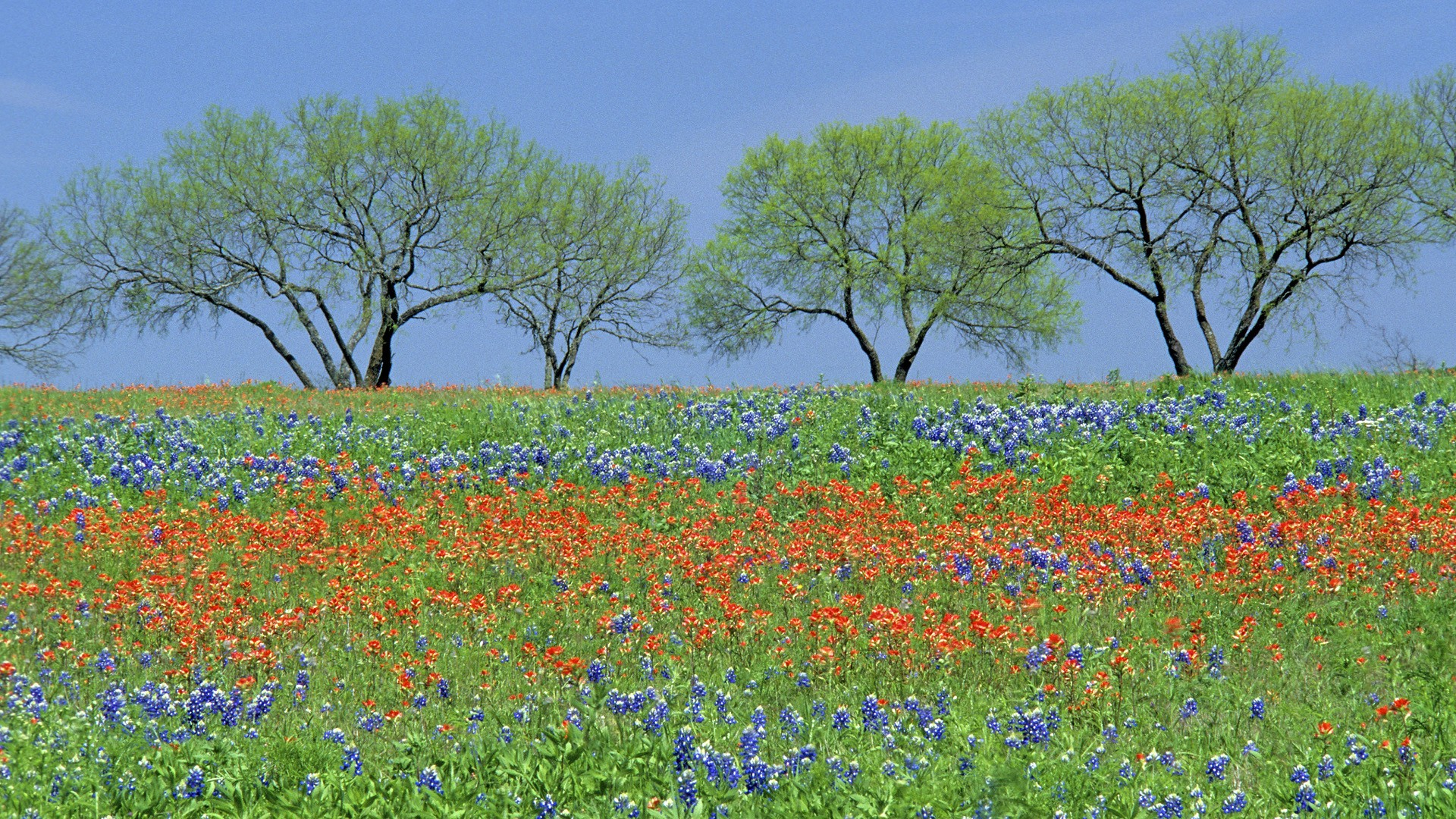 1920x1080 Wallpaper : px, bluebonnet, fields, flowers, parks, Texas, wildflowers wallpaperUp 1691701 HD Wallpapers