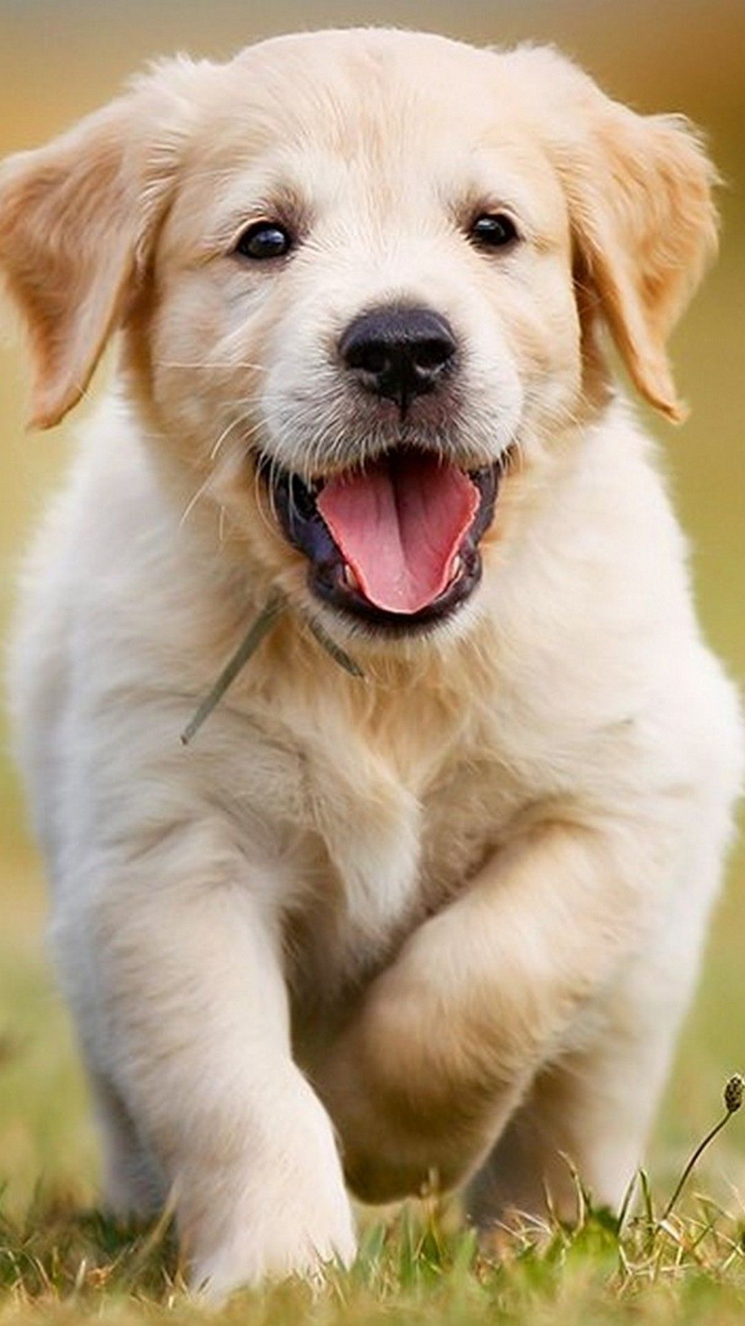 1080x1920 Puppies Cellphone Wallpaper | Best HD Wallpapers | Cute dog wallpaper, Cute puppy wallpaper, Puppy wallpaper