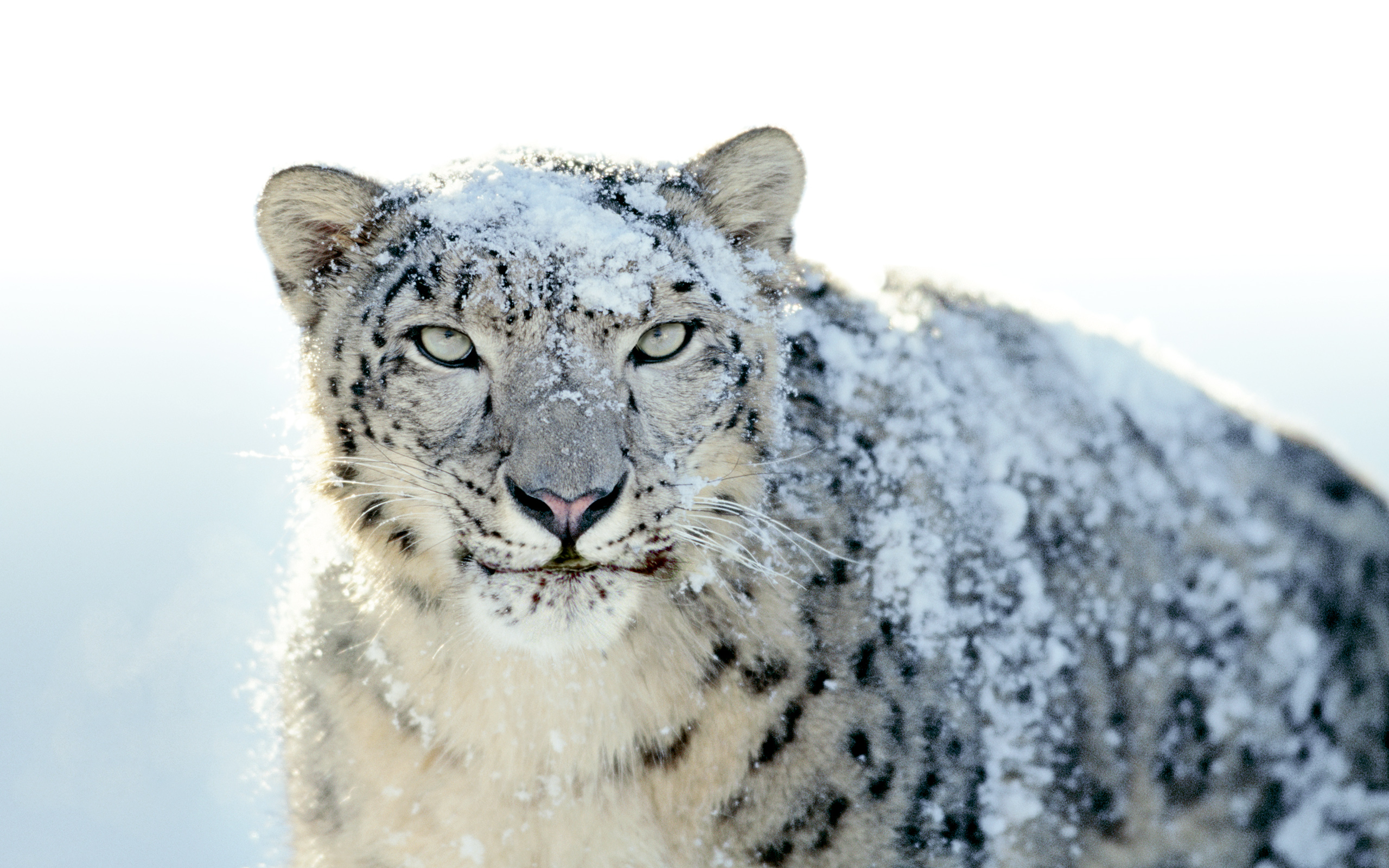 2560x1600 360+ Snow Leopard HD Wallpapers and Backgrounds