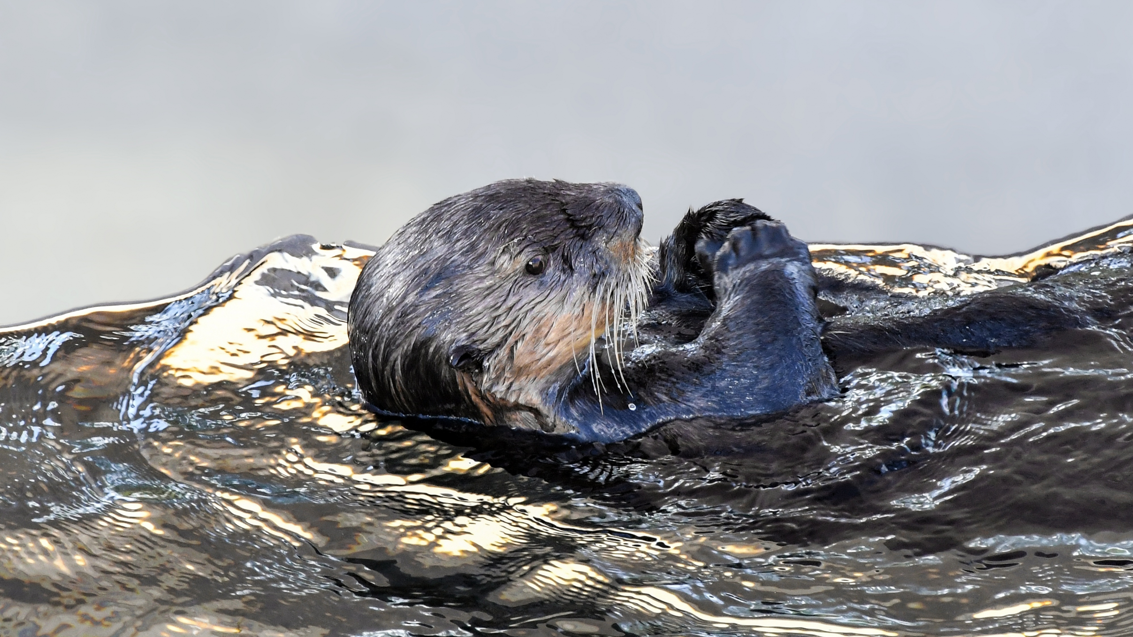 3840x2160 Download sea otter, aquatic animal, swim 4k wallpaper, uhd wallpaper, 16:9 widescreen wallpaper, hd image, background, 6034