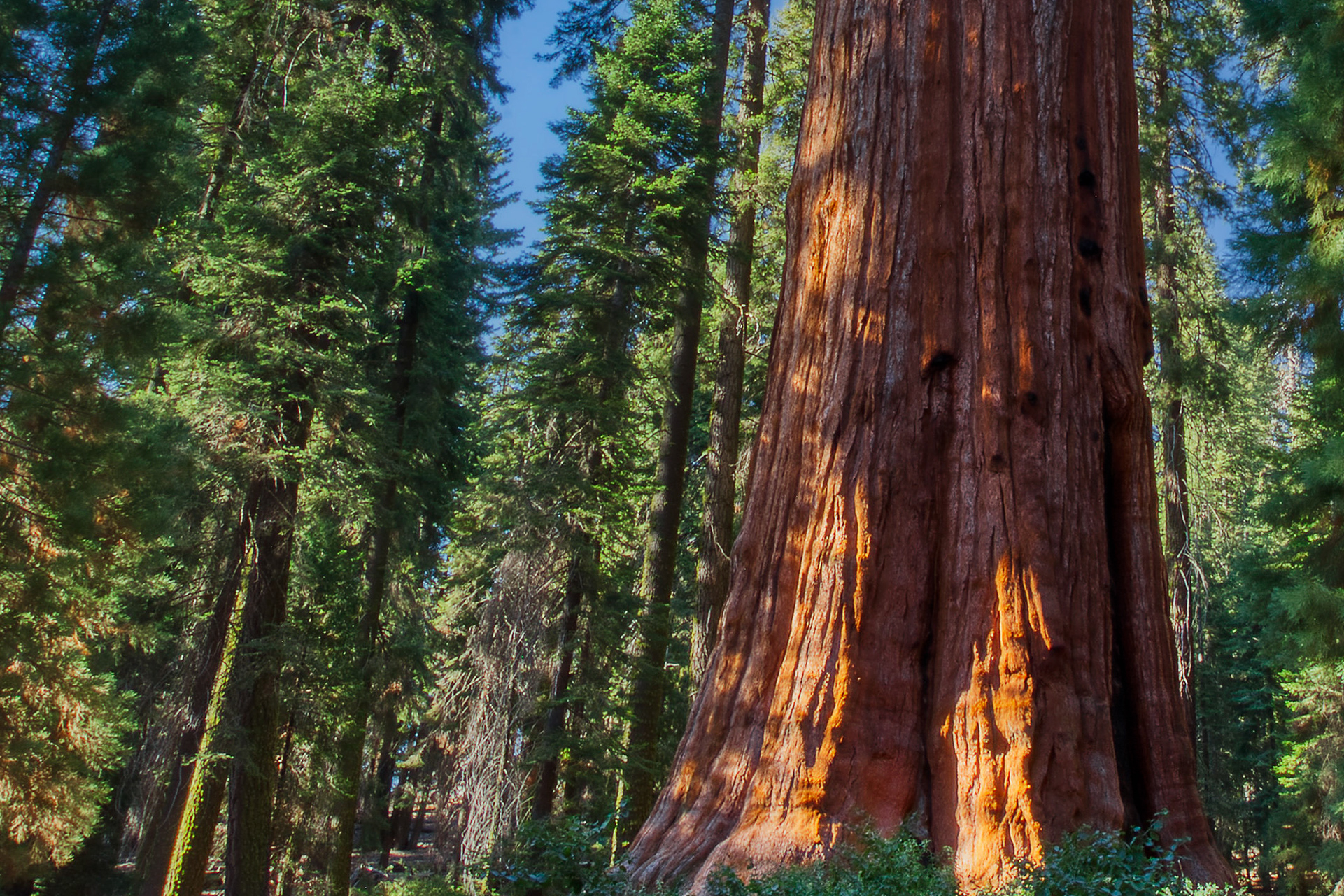 1921x1281 Sequoia National Park: Photographing the World's Largest Trees &acirc;&#128;&#147; Wildsight Photography