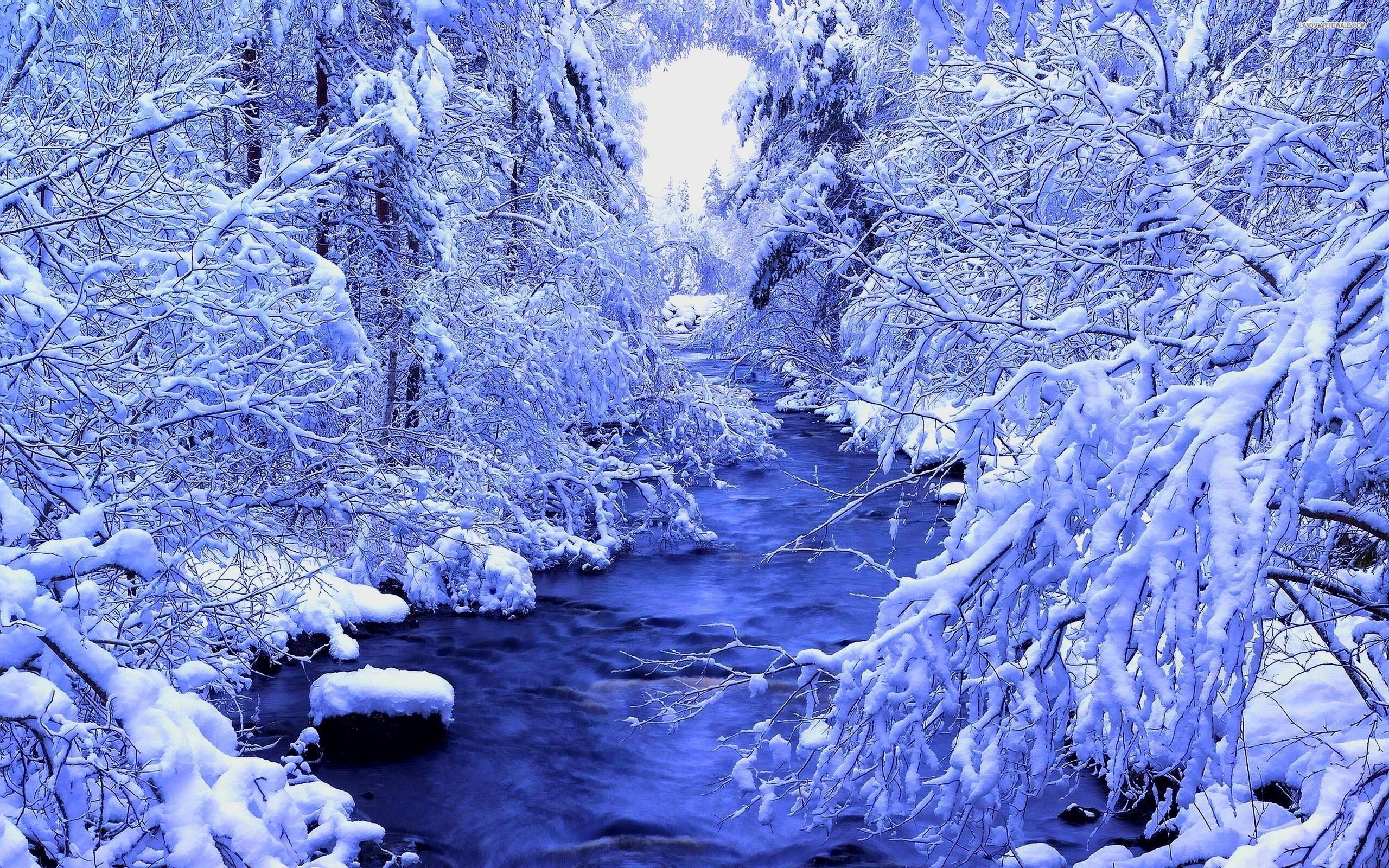 2560x1600 Beautiful Winter Forest Wallpapers