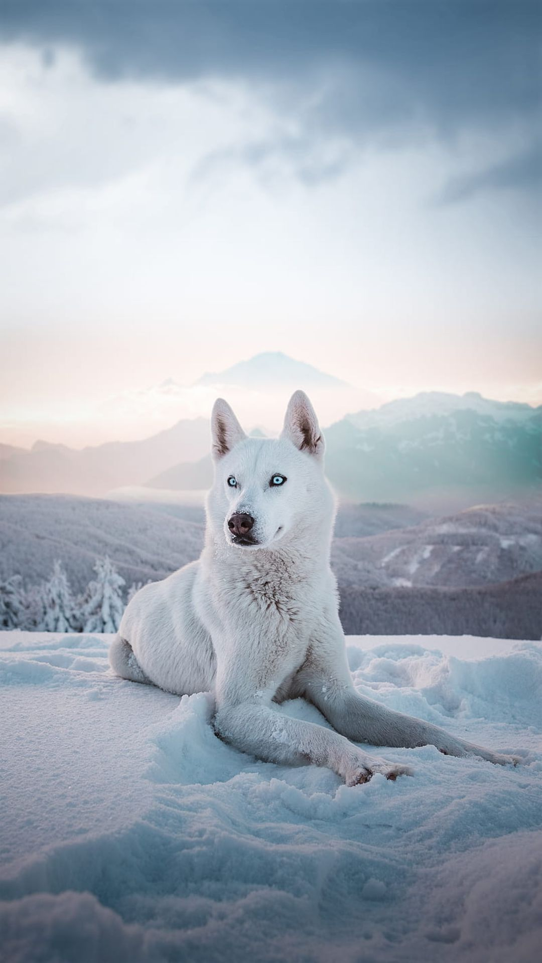 1080x1920 White Wolf Wallpapers Top 35 Best White Wolf Wallpapers Download