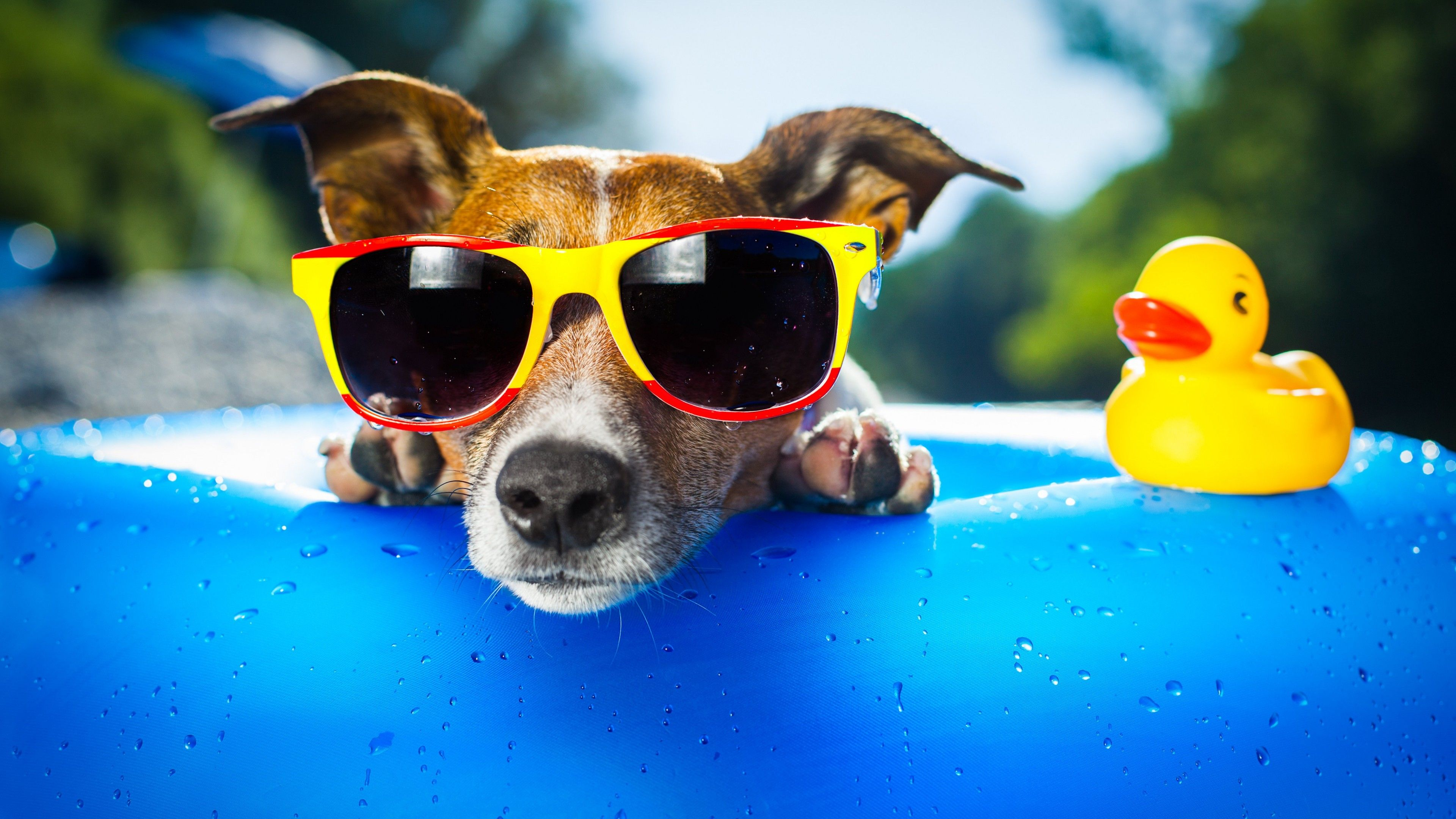 3840x2160 Summer Animal Wallpapers Top Free Summer Animal Backgrounds