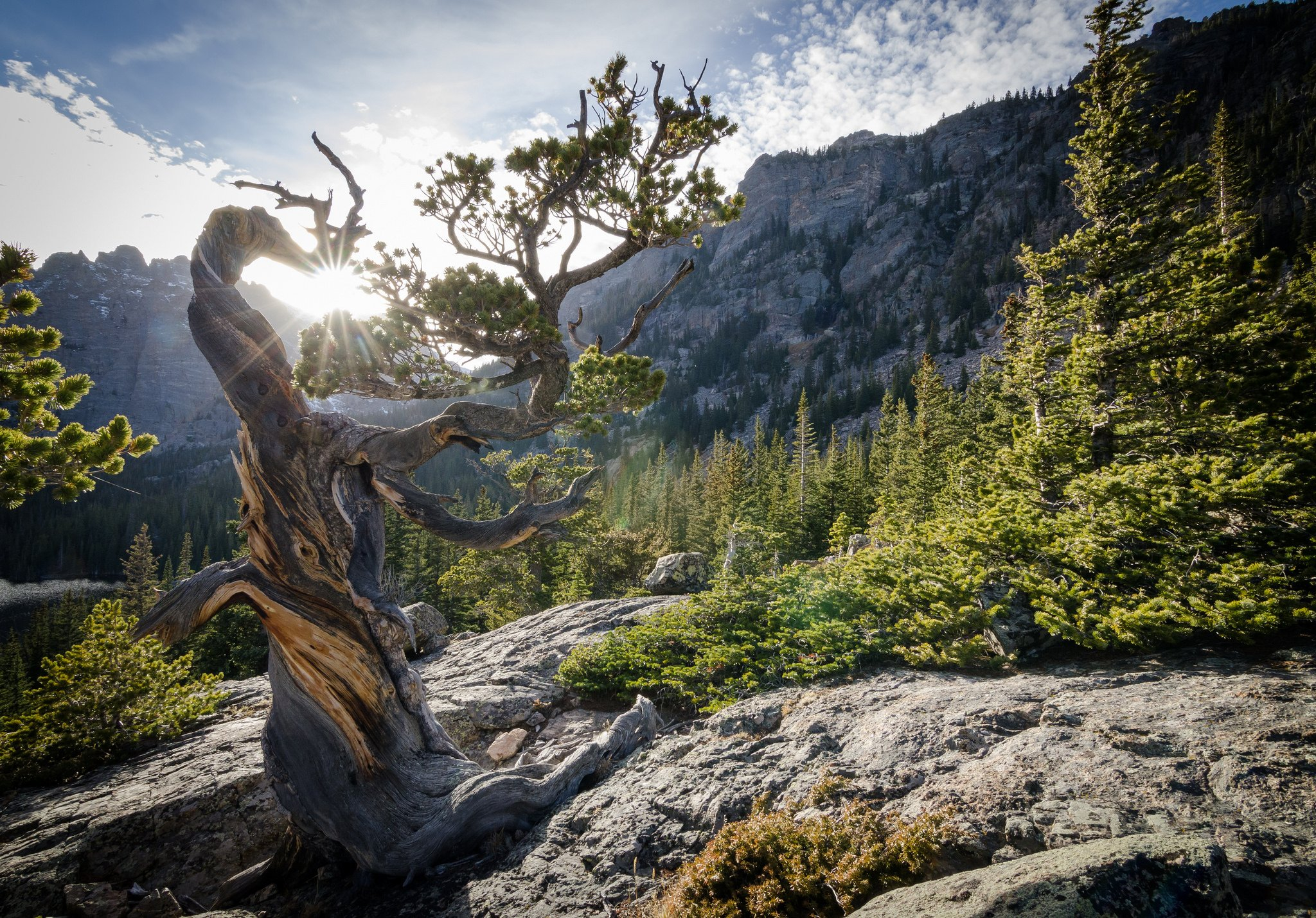 2048x1430 Pinus longaeva Colorado USA National Park Rocky Mountain bristlecone pine rocky mountain national park forest sun pine wallpaper | | 620555 |