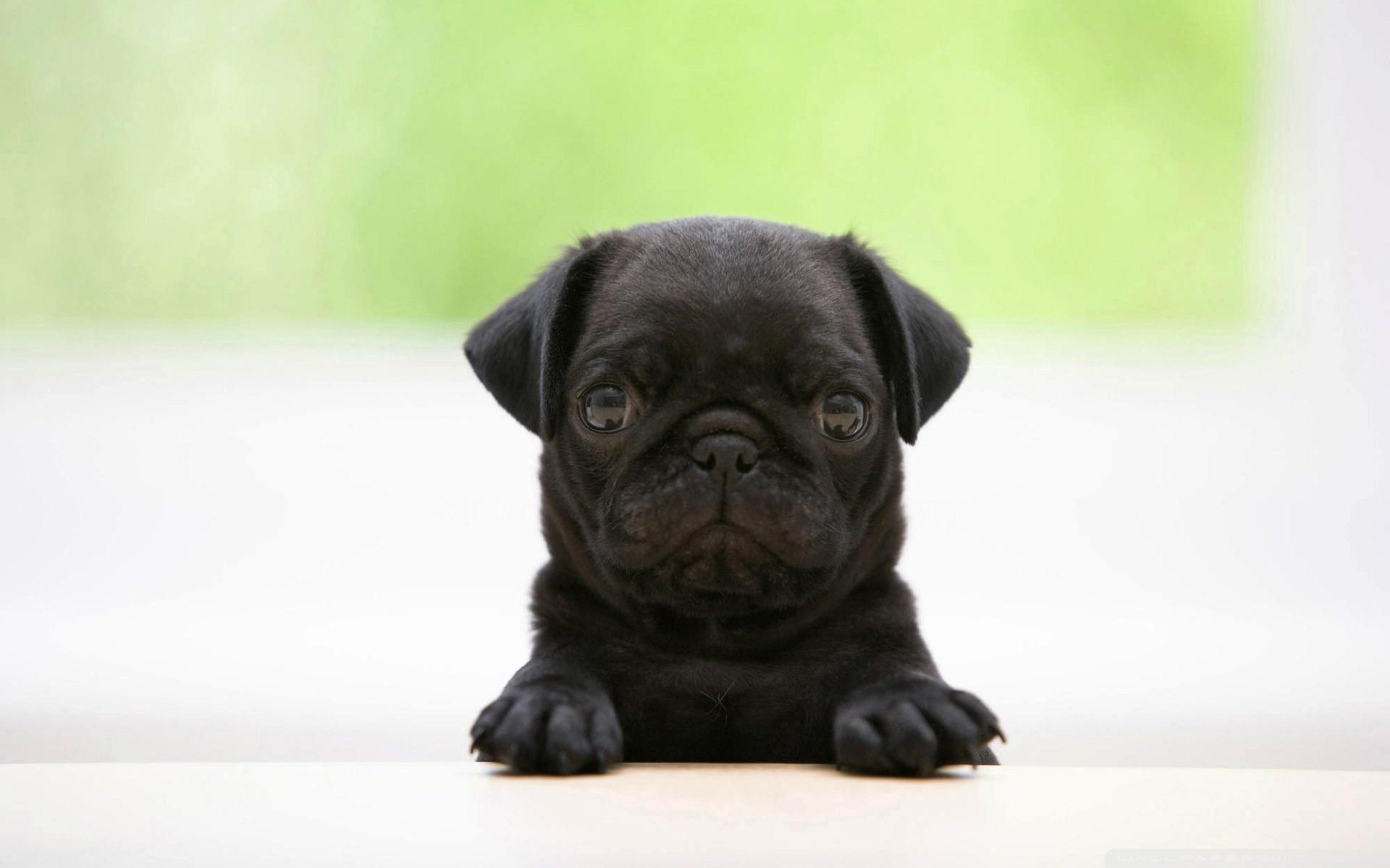 1920x1200 Puppies Pug Wallpapers