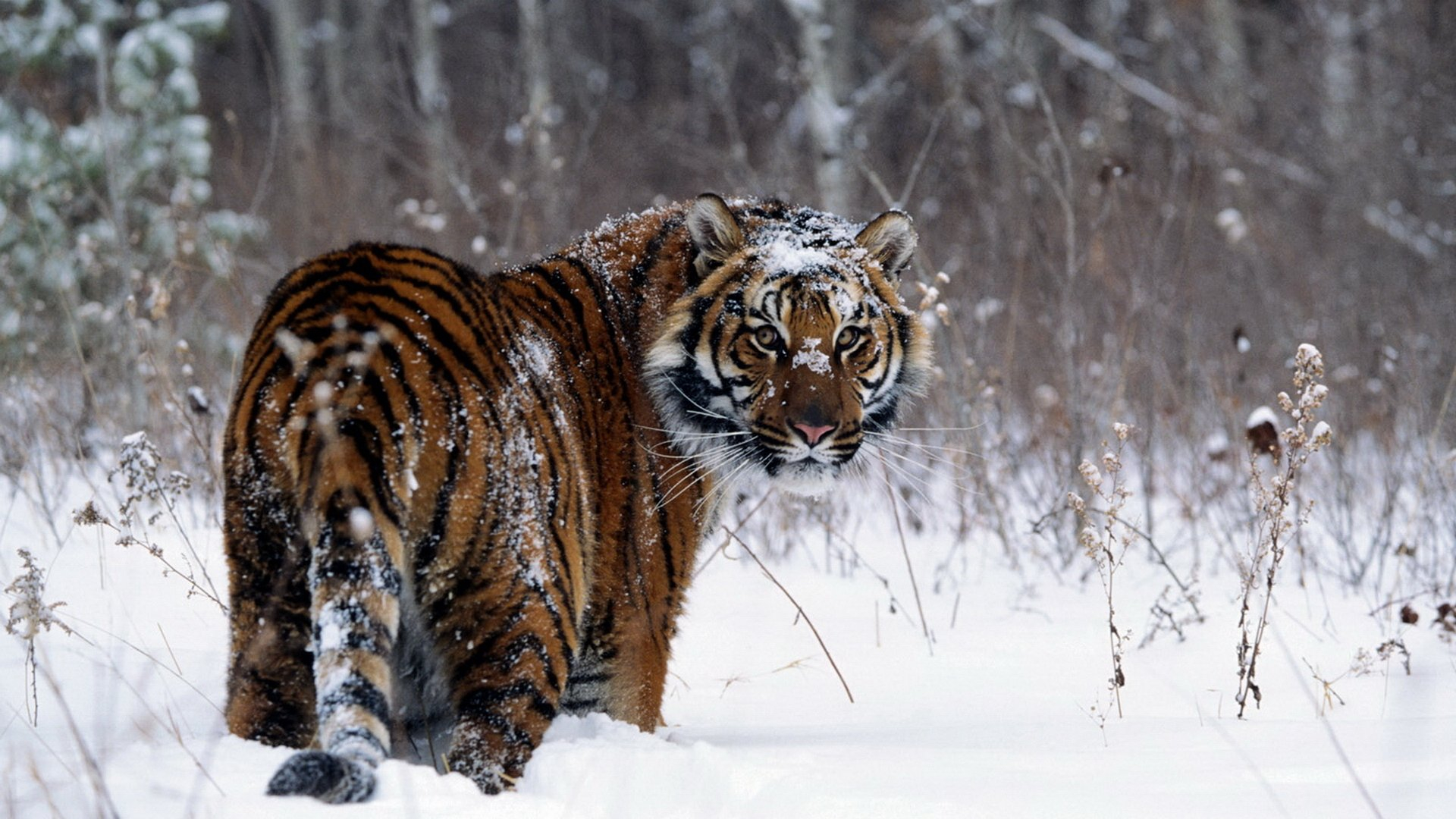 1920x1080 1600+ Tiger HD Wallpapers and Backgrounds