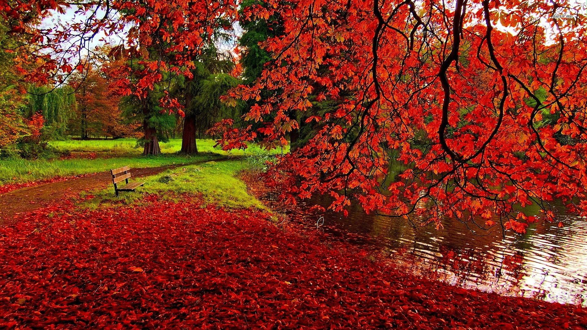 1920x1080 Red Leaf Wallpapers Top Free Red Leaf Backgrounds