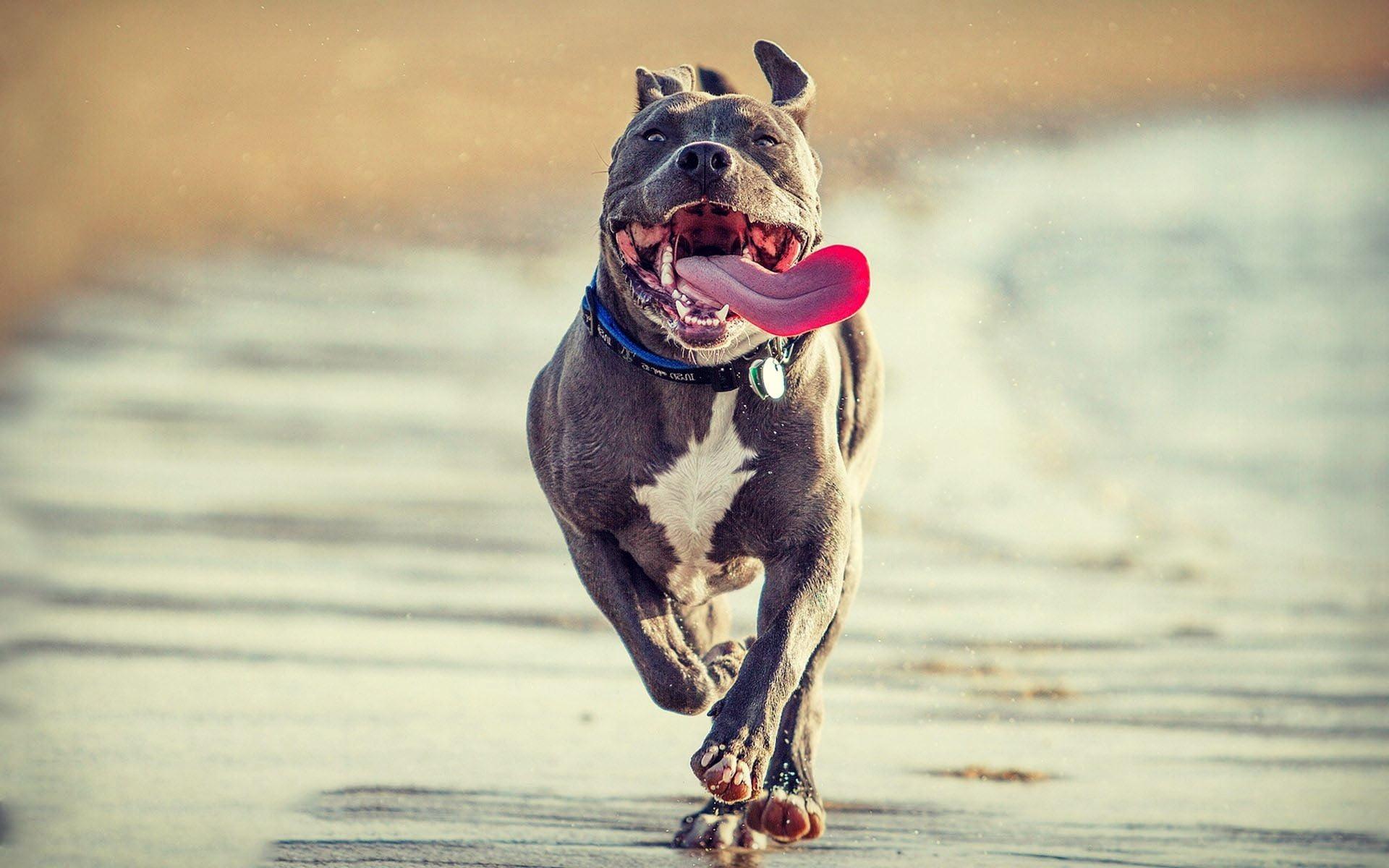 1920x1200 Adult gray and white American bully, pit bull, dog, nature, running HD wallpaper