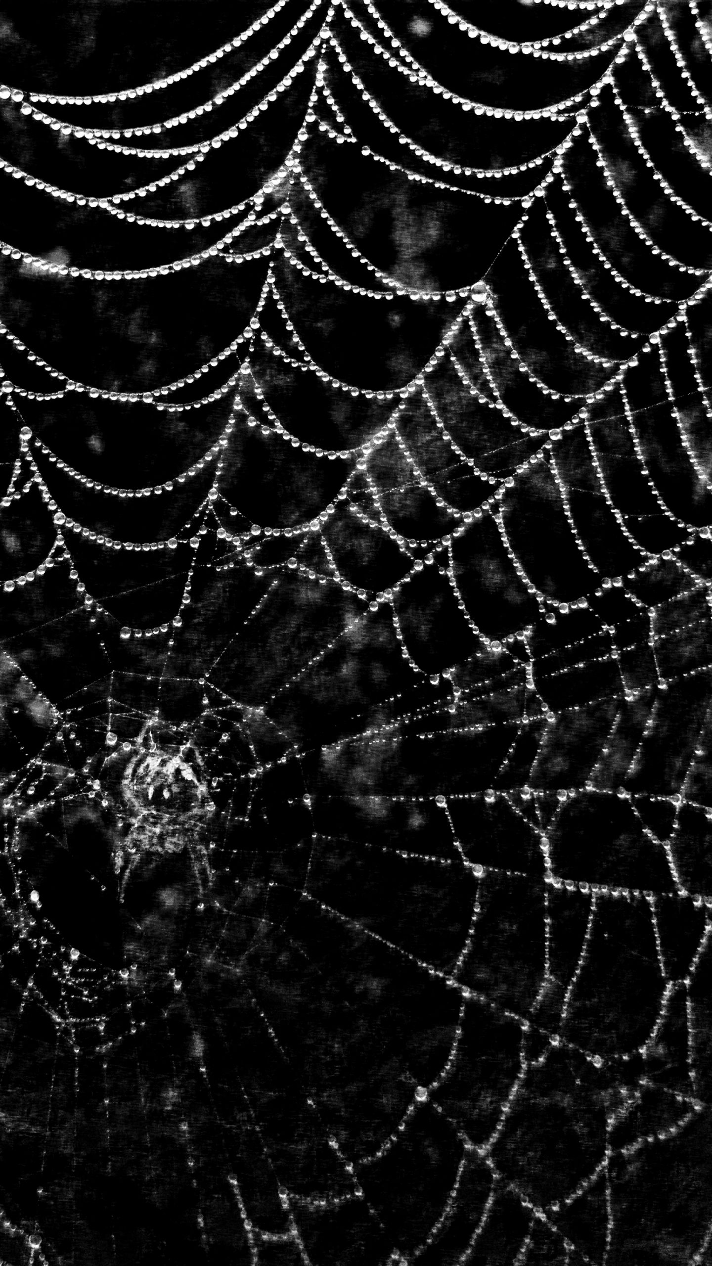 1440x2560 Spiderweb Wallpapers Top Free Spiderweb Backgrounds