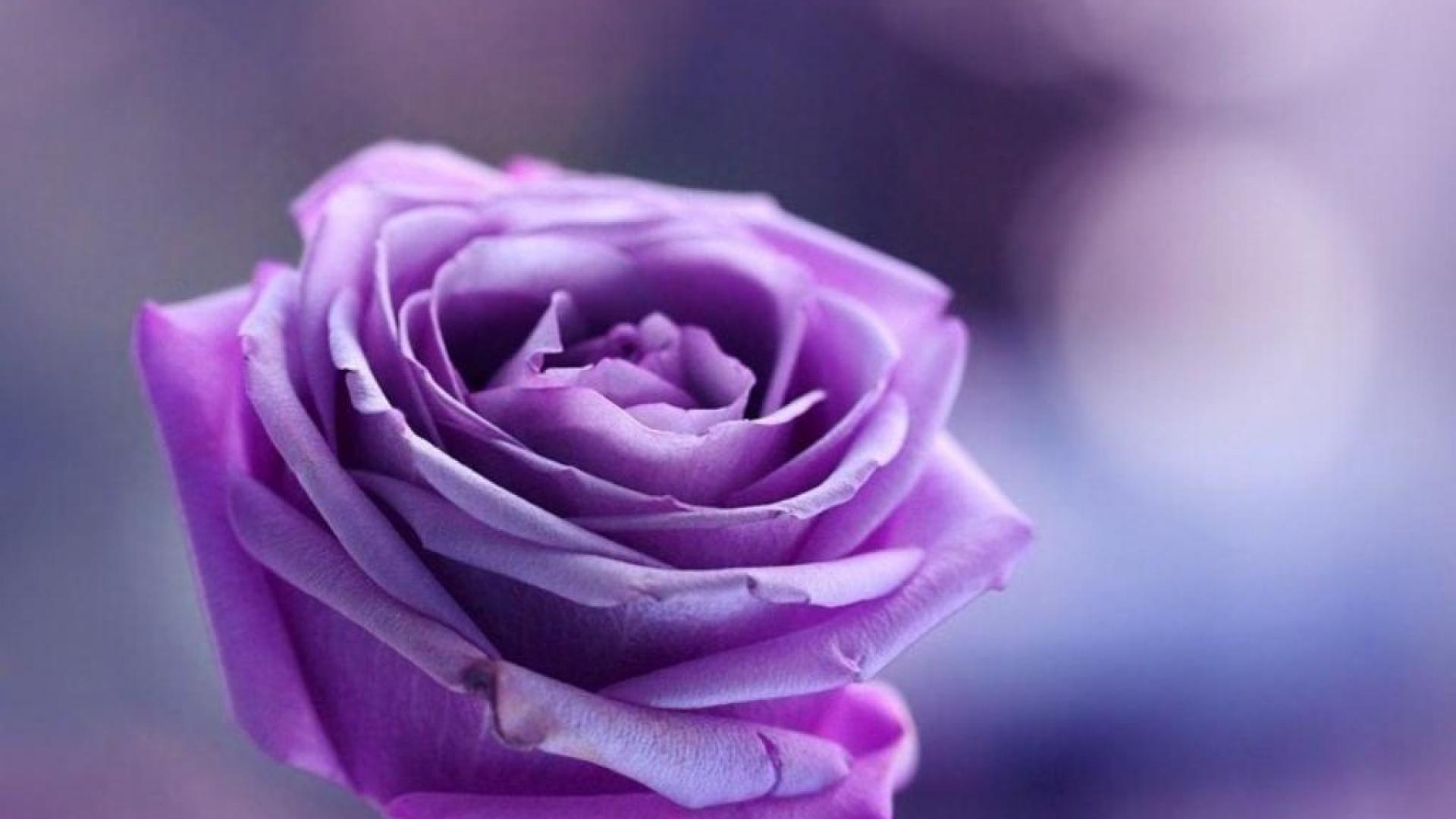 1920x1080 Purple Rose Backgrounds