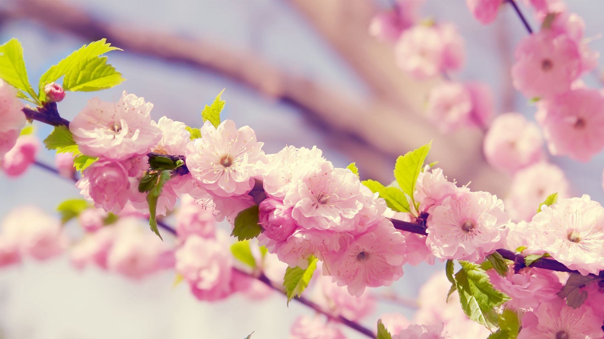 1920x1080 24 Cute Spring Wallpapers Wallpaperboat