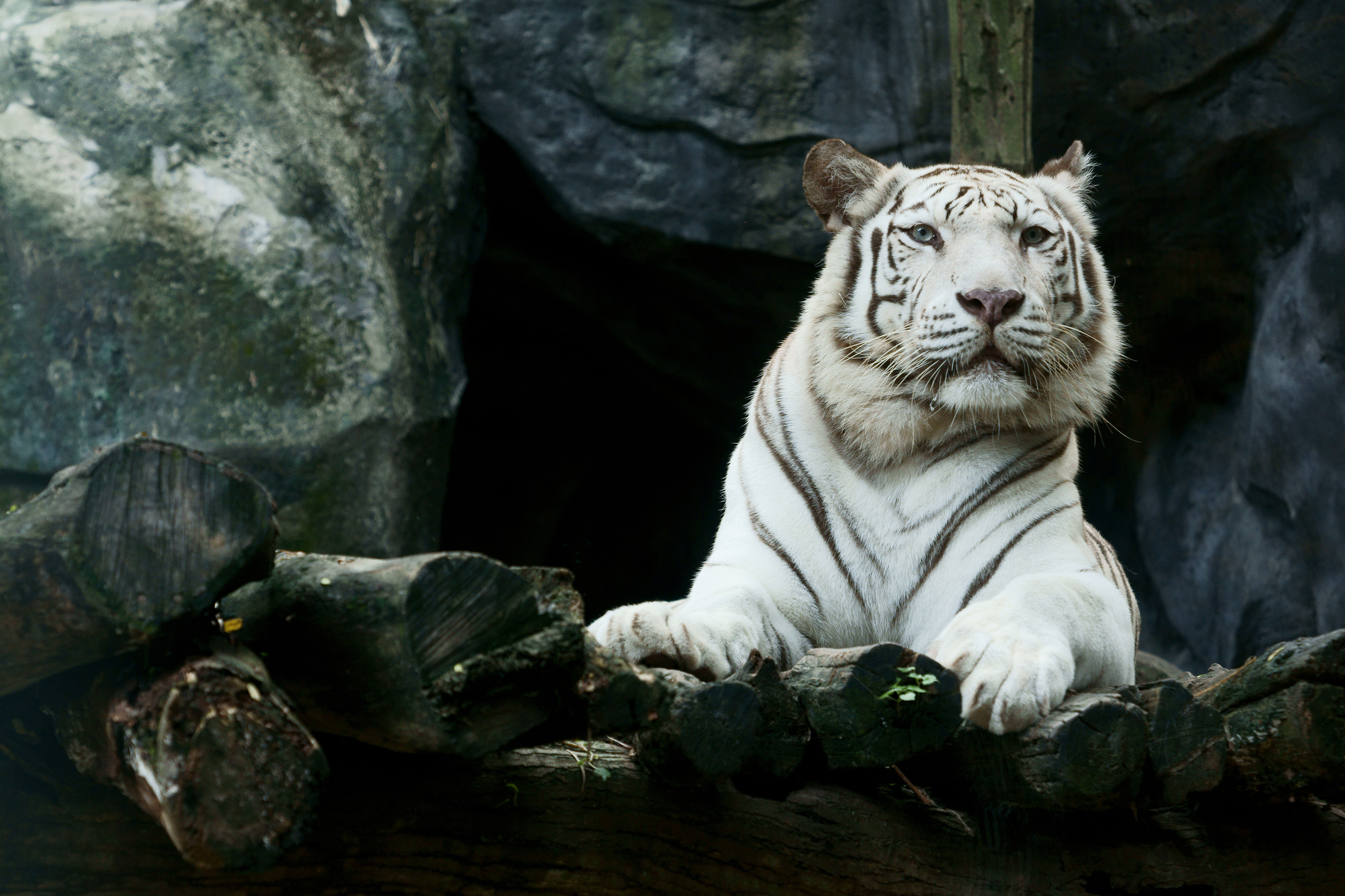 3000x2000 Big White Tiger Hd, HD Animals, 4k Wallpapers, Images, Backgrounds, Photos and Pictures