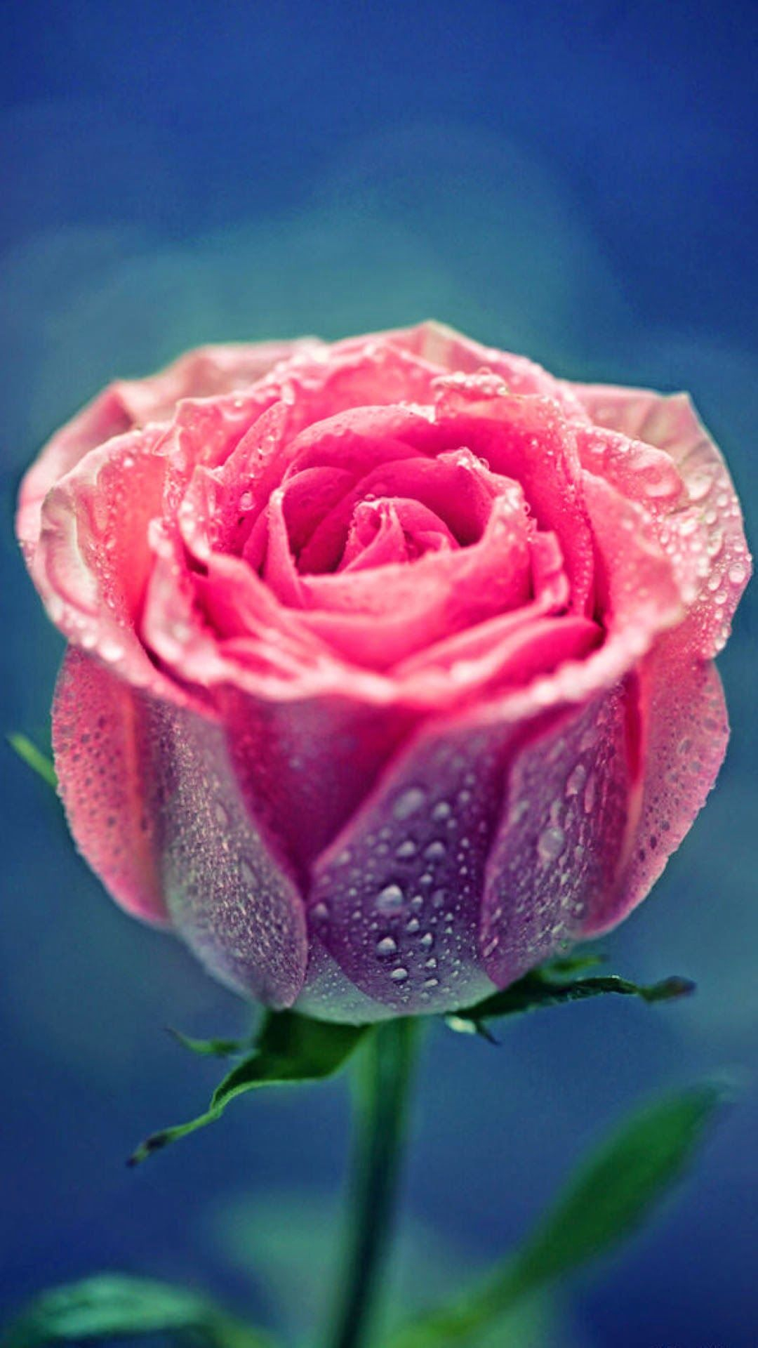 1080x1920 Pink Rose iPhone Wallpapers Top Free Pink Rose iPhone Backgrounds