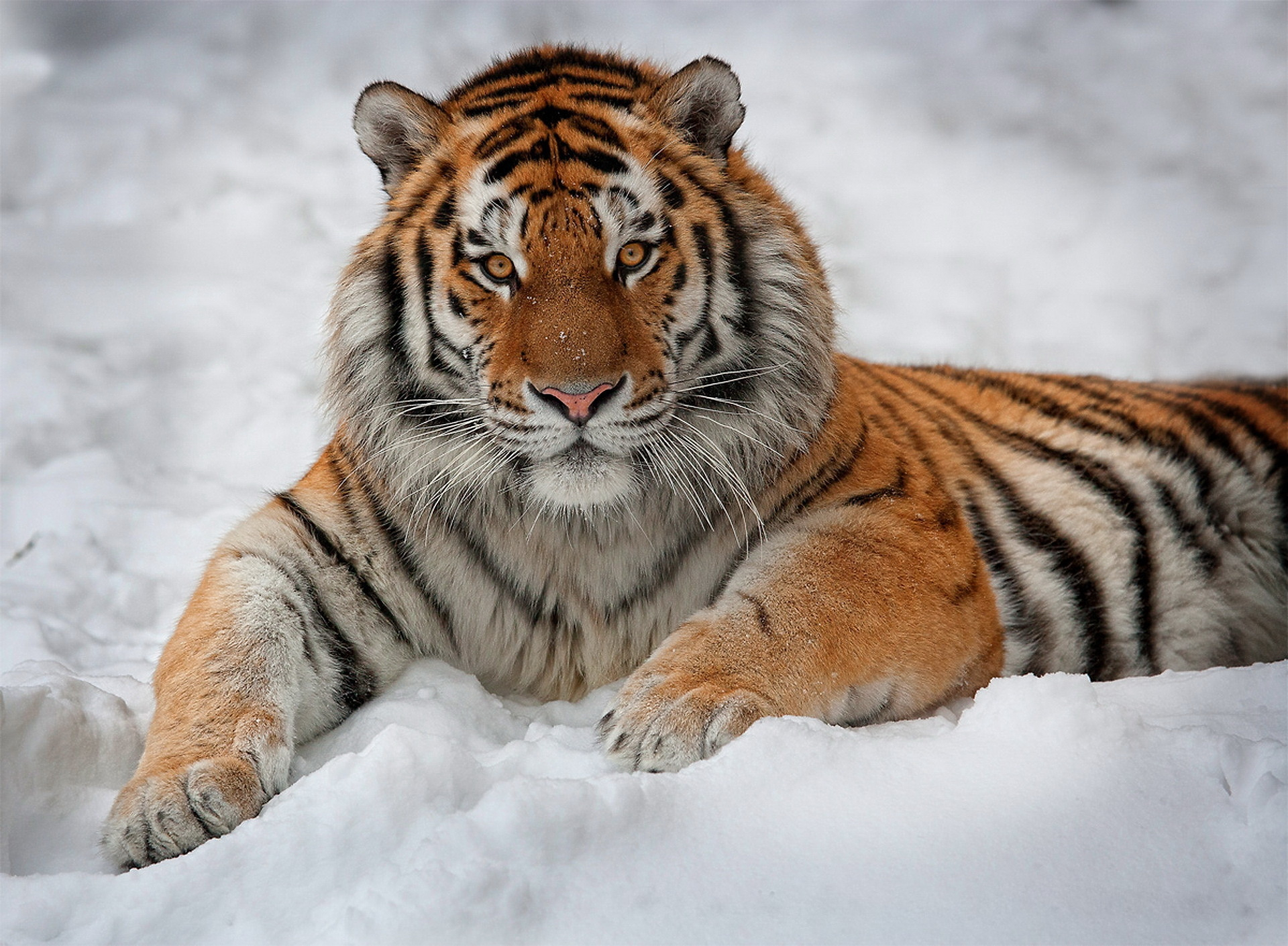 1920x1410 Amur Tiger HD Wallpapers and Backgrounds