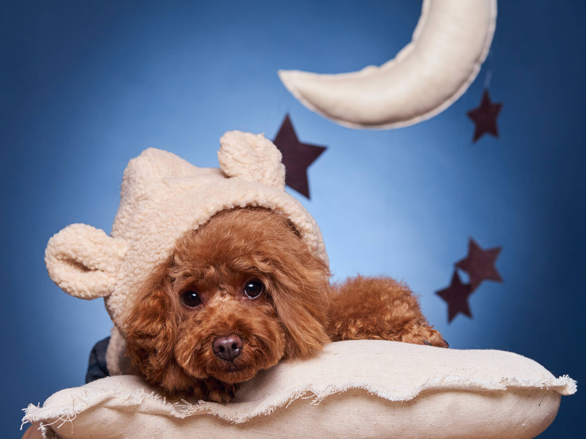 1920x1440 Download Sweet Dreams Fluffy Toy Poodle Wallpaper