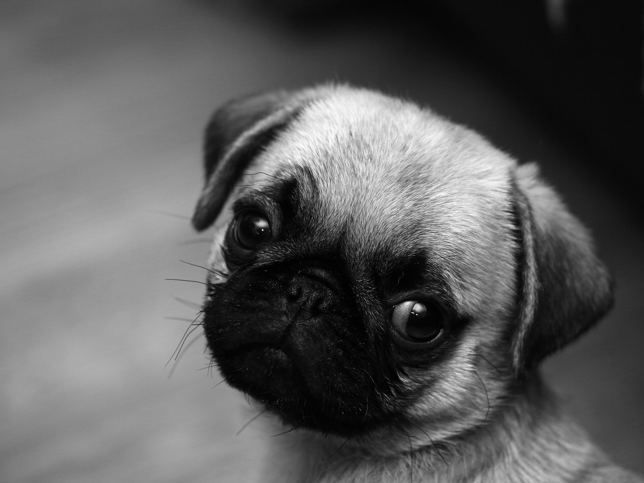 2048x1536 Baby Pugs Wallpapers Top Free Baby Pugs Backgrounds