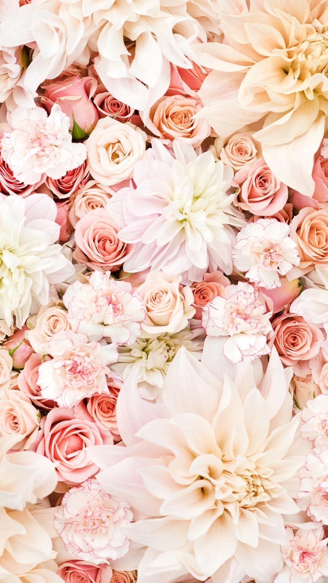 1080x1920 White and Pink Roses Wallpapers Top Free White and Pink Roses Backgrounds