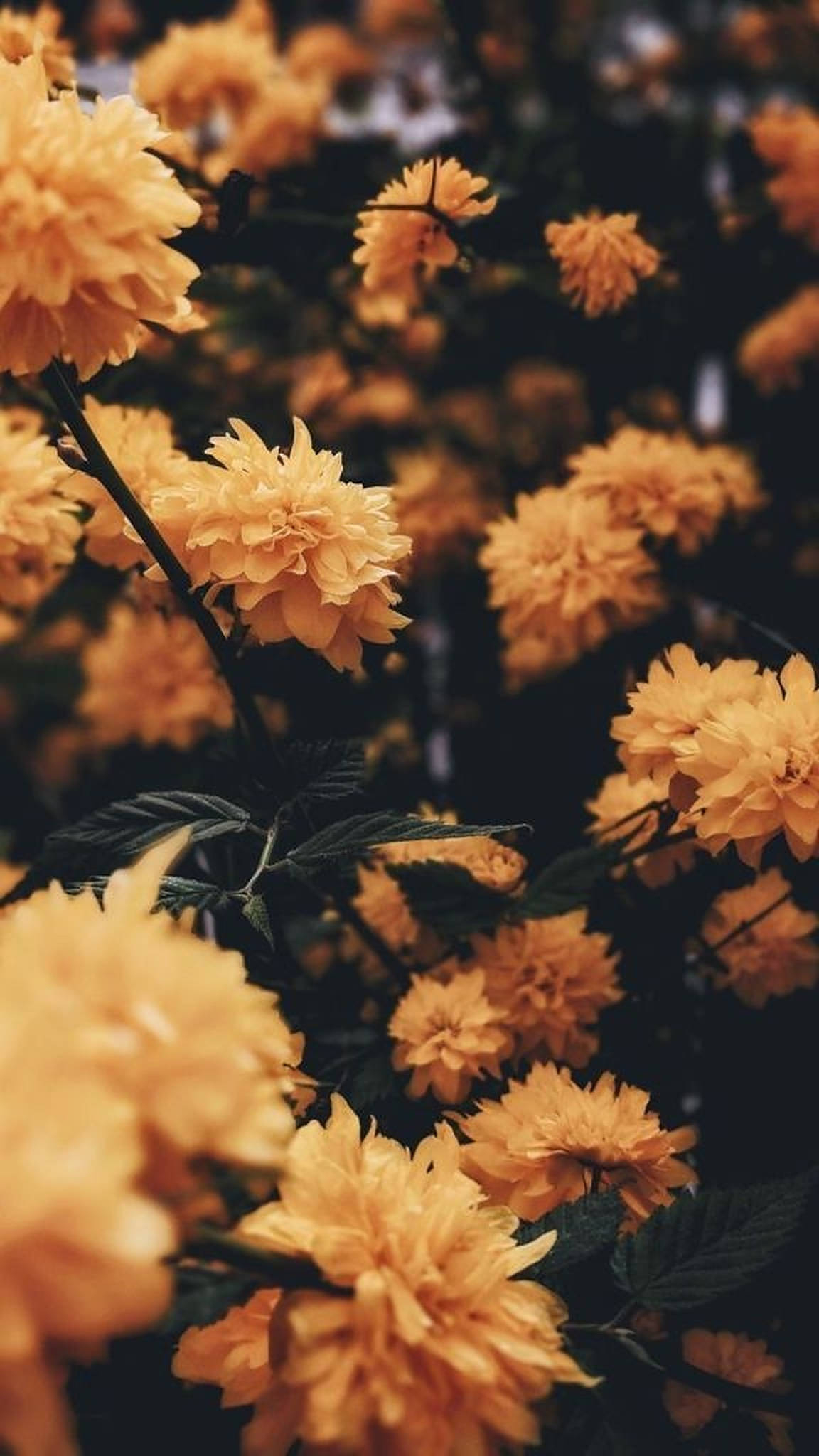 1152x2048 Download Iphone Aesthetic Yellow Flowers Wallpaper