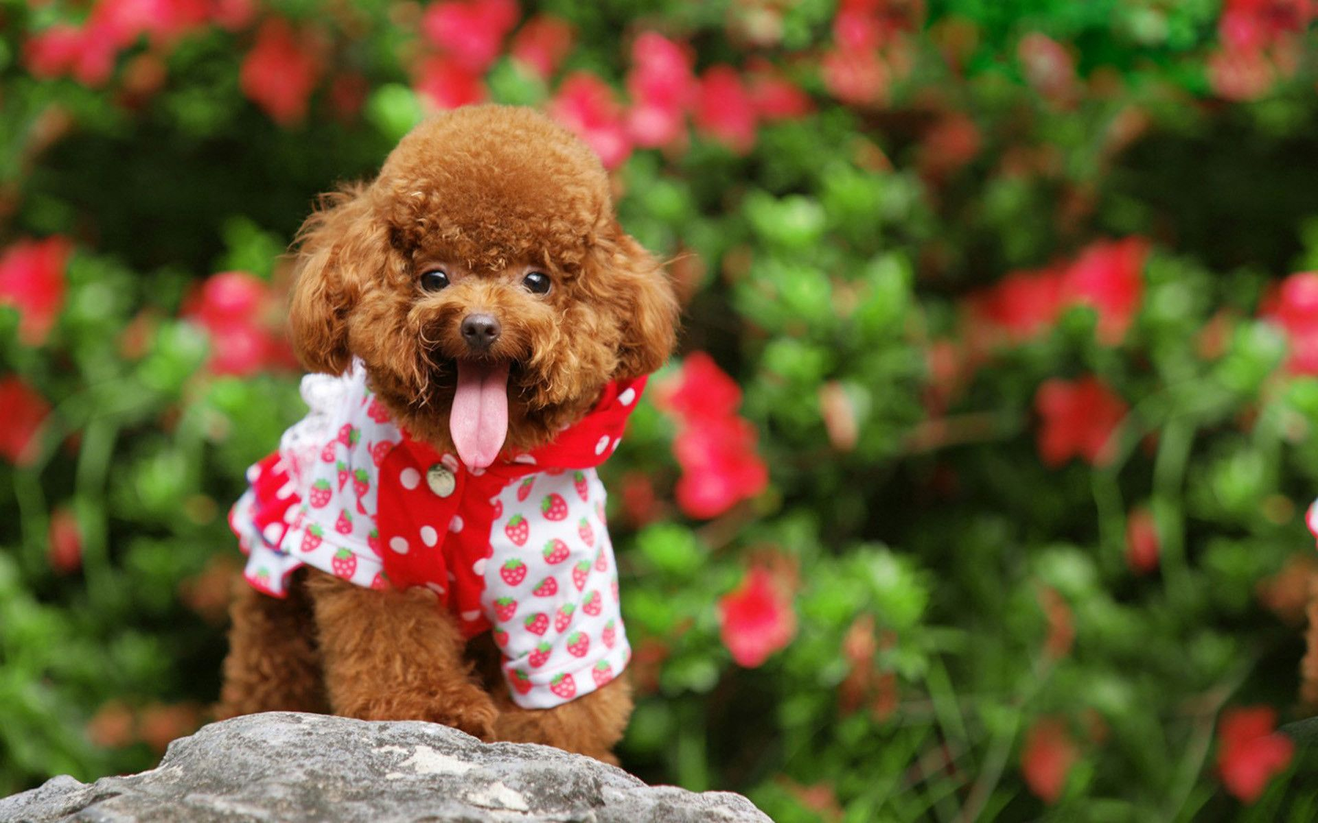 1920x1200 Poodle Wallpapers Top Free Poodle Backgrounds