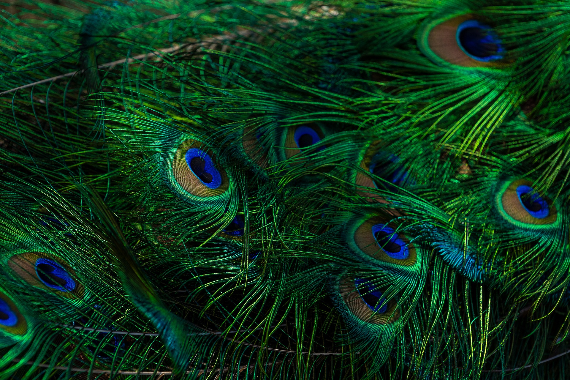 1920x1279 peacock feather KDE Store