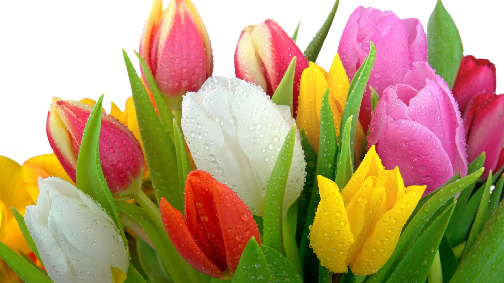 1920x1080 assorted-color tulip flower #leaves #water #drops #tulips #1080P #wallpaper #hdwallpaper #desktop | Fresh tulips, Tulips, Flower vase arrangements