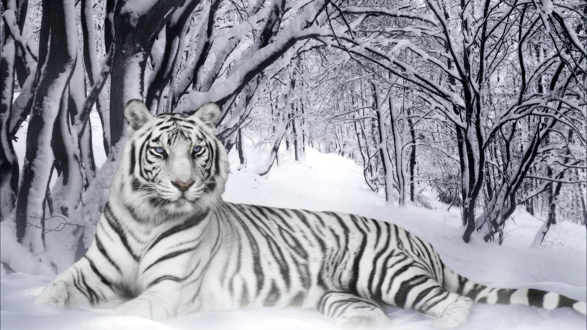 1920x1080 White Tiger Wallpaper (63+ pictures