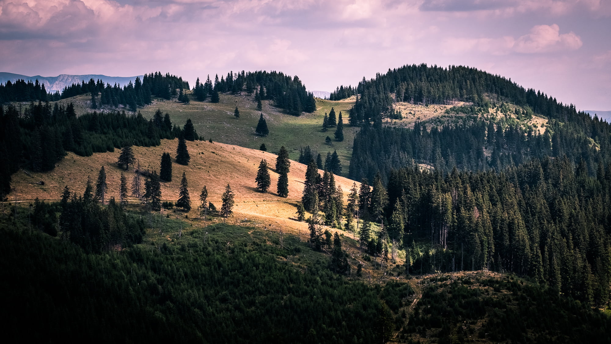 2000x1125 Landscape photography of green trees, southern carpathians, romania HD wallpaper