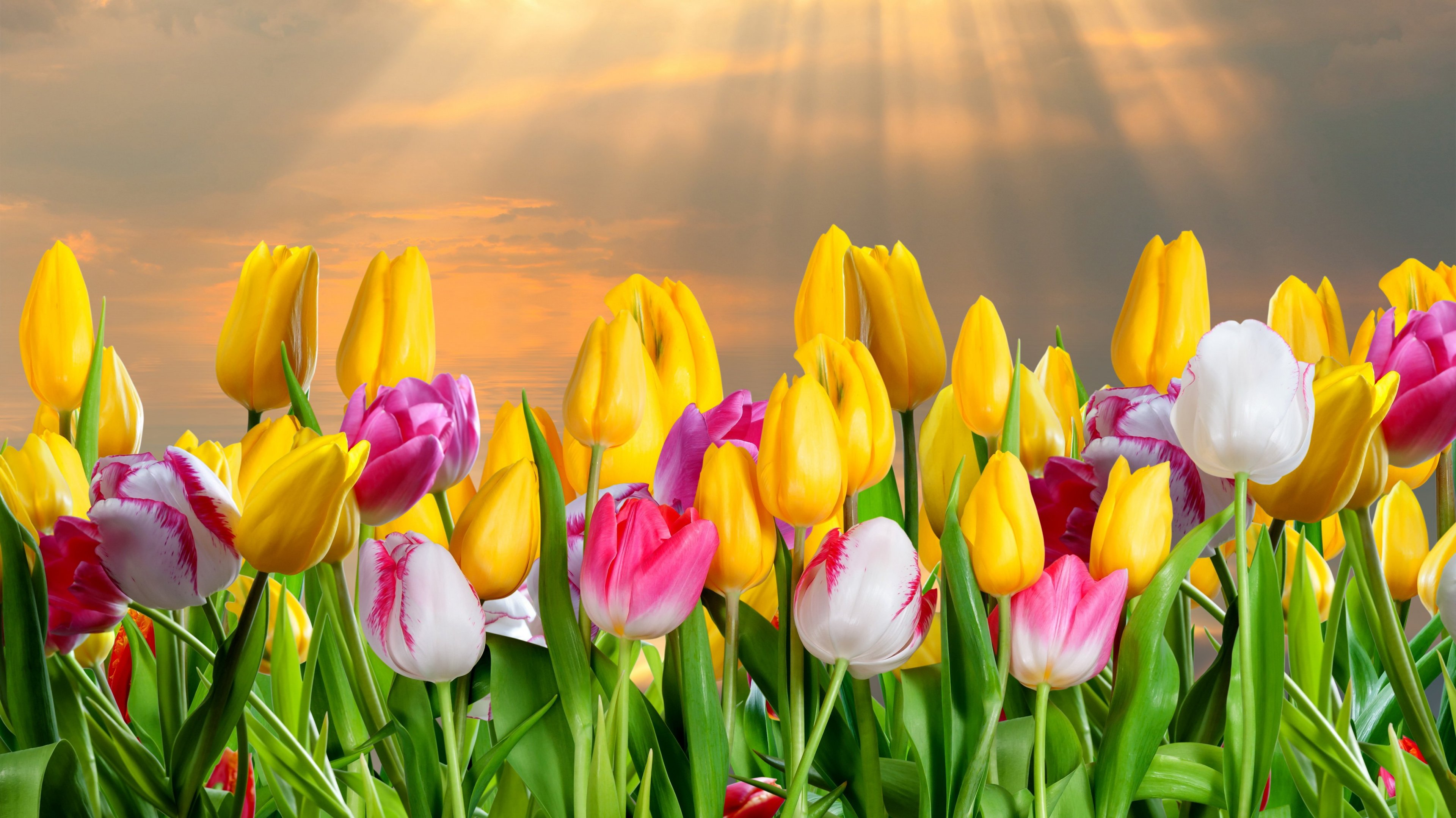 3840x2160 250+ 4K Tulip Wallpapers | Background Images