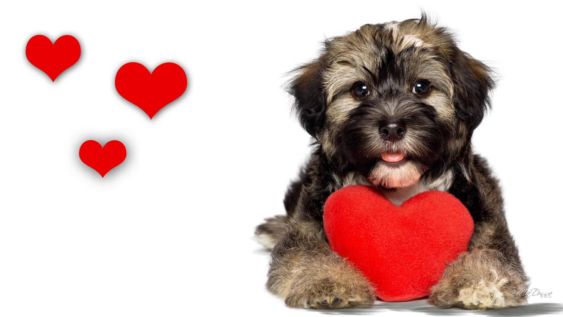 1920x1080 Free download 586232774 free puppy valentine wallpaper The Poo Pros Pet [] for your Desktop, Mobile \u0026 Tablet | Explore 46+ Free Animal Valentine Wallpaper | Free Animal Valentine Wallpaper, Valentine Animal