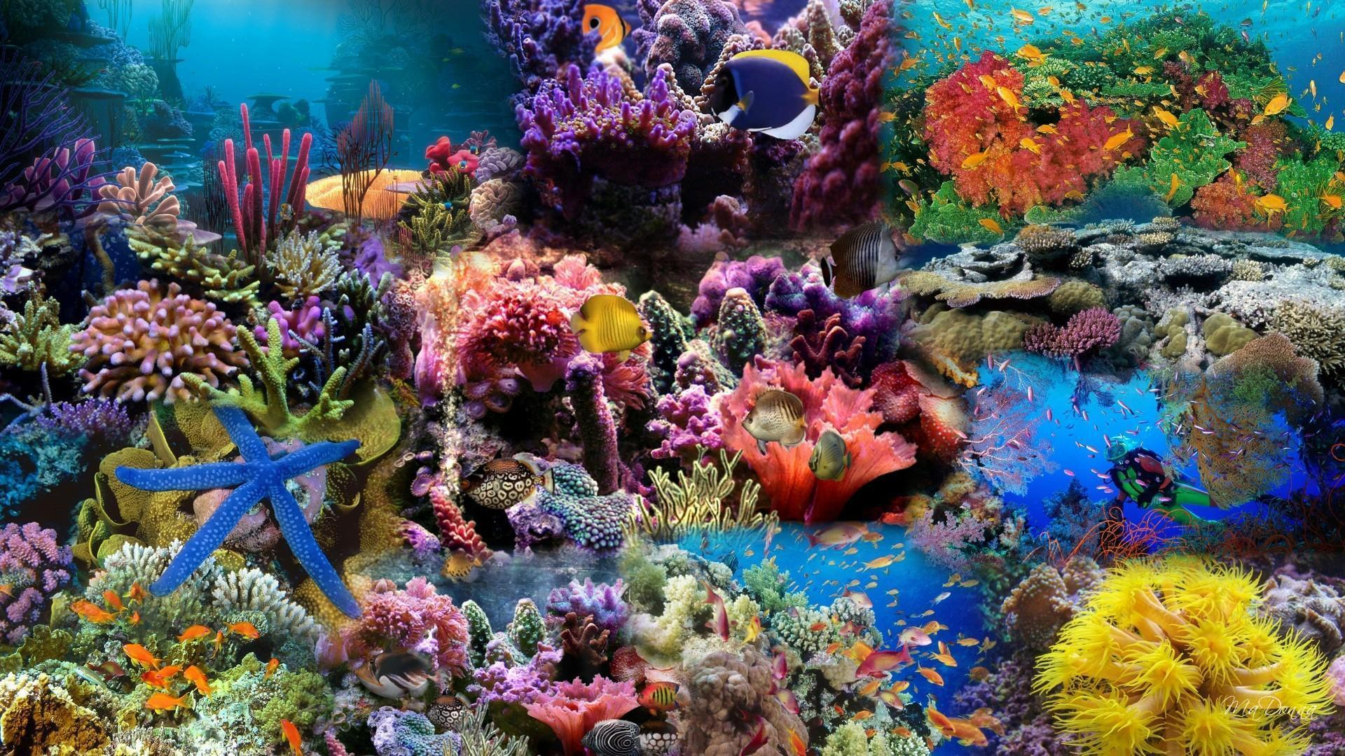 1920x1080 Coral Reef Desktop Wallpapers Top Free Coral Reef Desktop Backgrounds