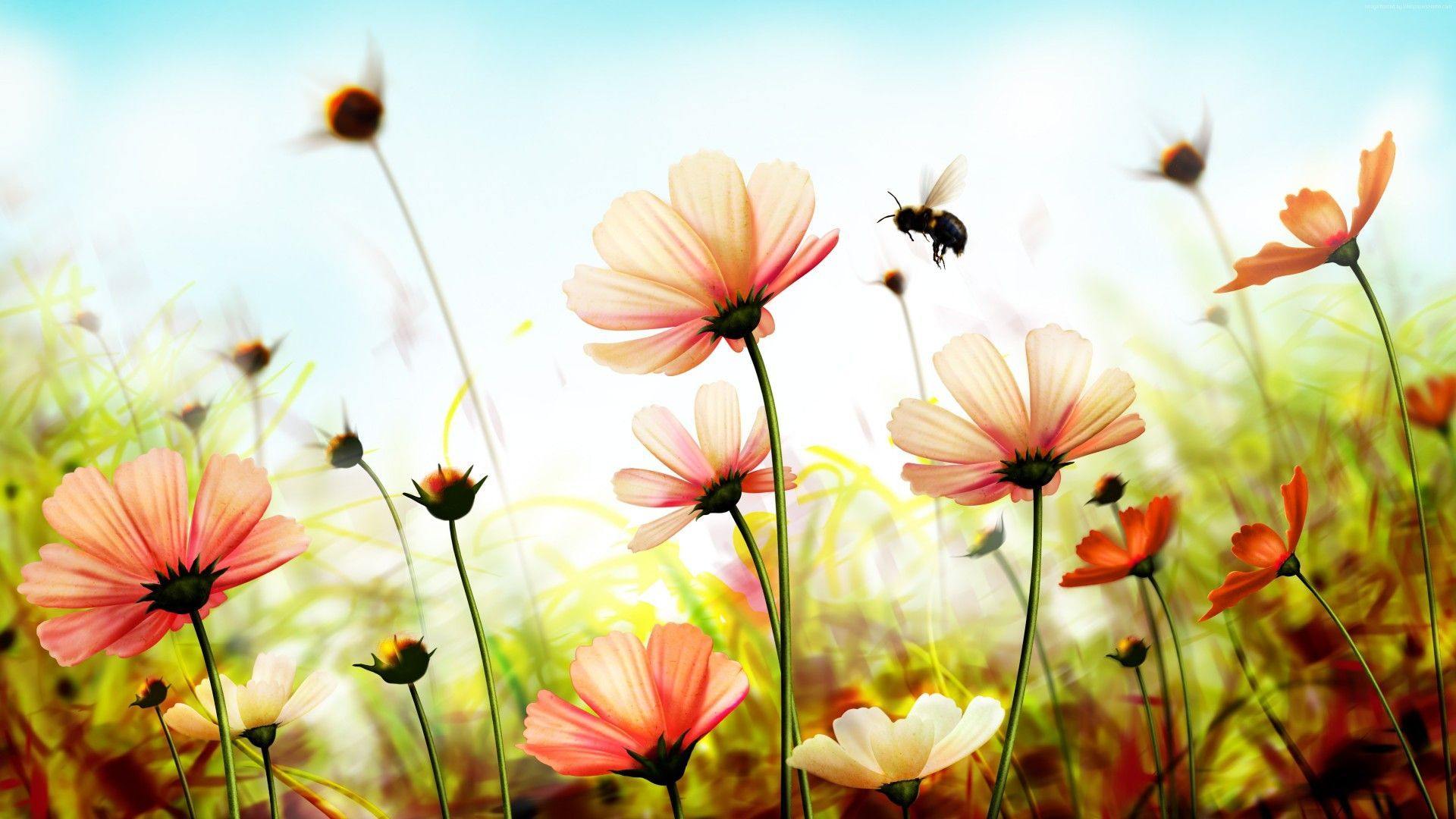 1920x1080 Flowers Nature Wallpapers Top Free Flowers Nature Backgrounds