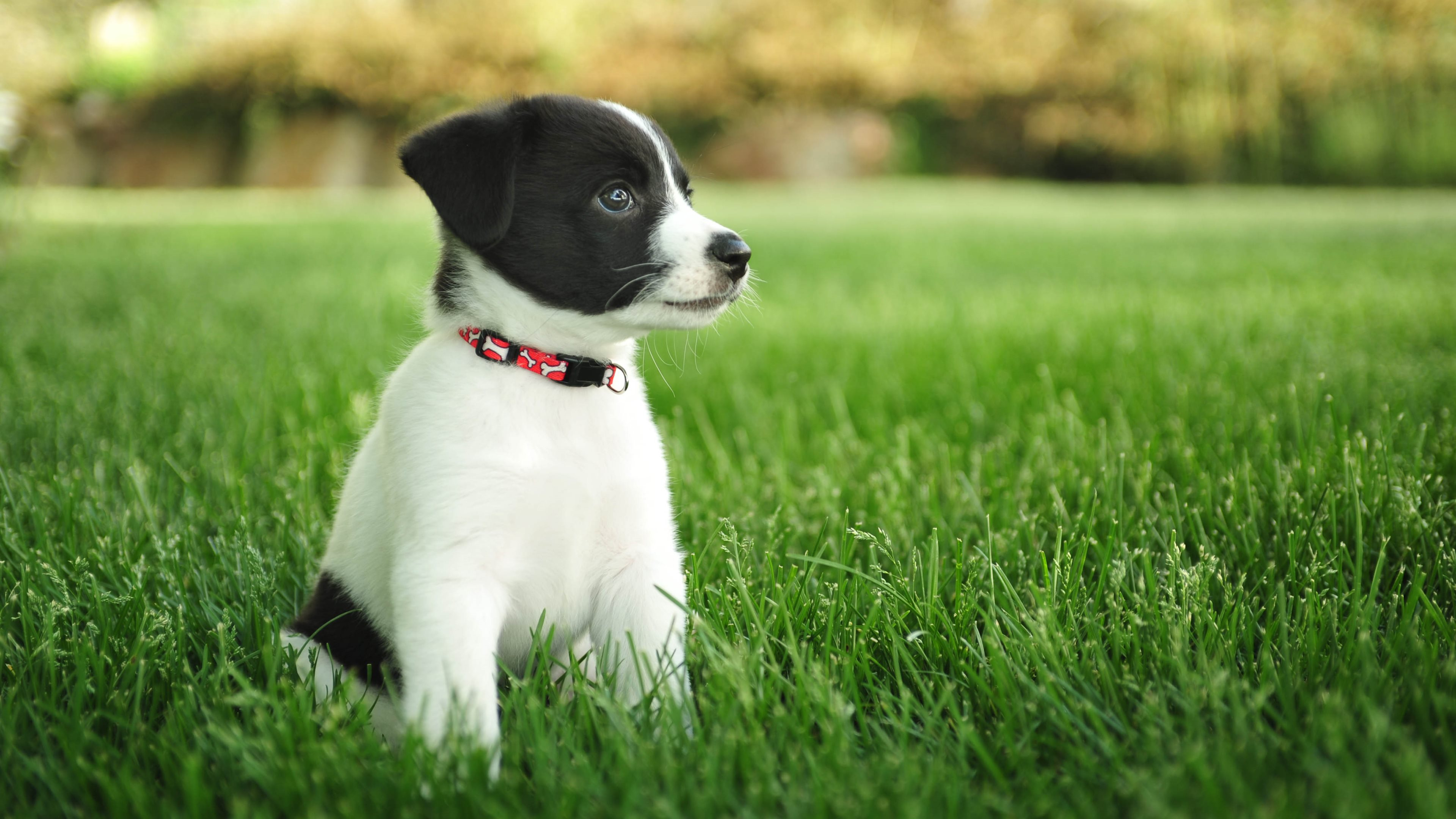 3840x2160 660+ Puppy HD Wallpapers and Backgrounds