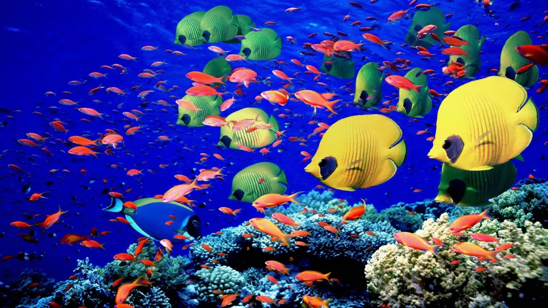 1920x1080 Animals fishes underwater swim coral reef colors bright sea life wallpaper | | 24920