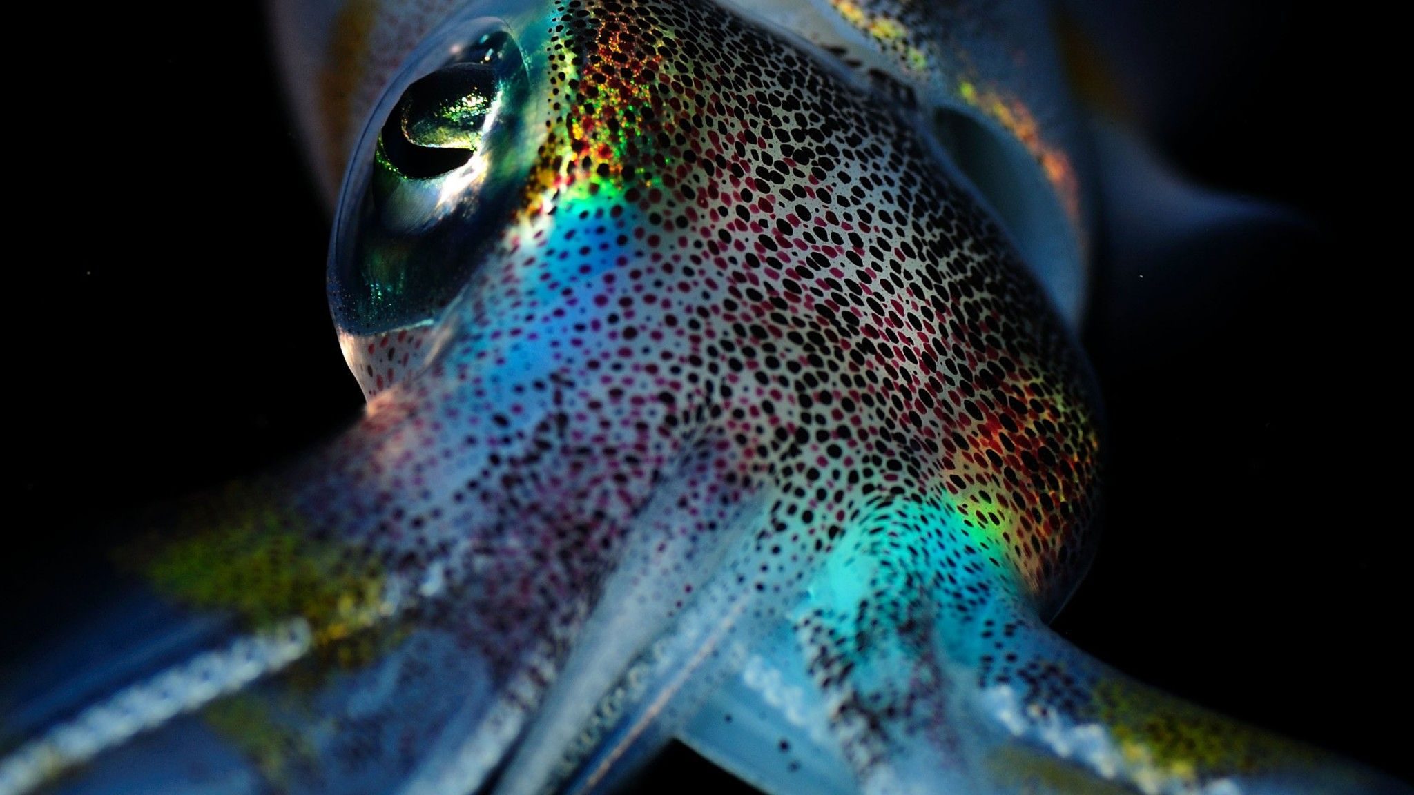 2048x1152 Awesome Squid wallpaper | | #11490 | Squid games, Wallpaper, Animals beautiful