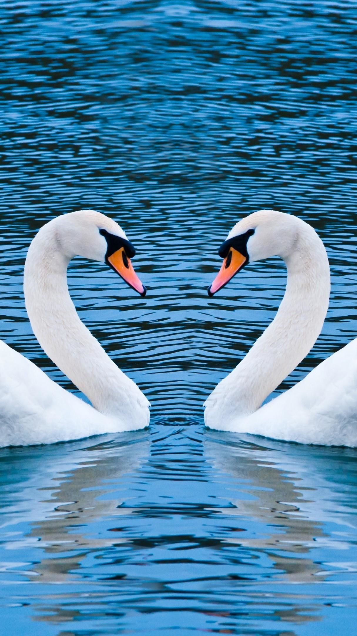 1215x2160 Couple of swan on the lake &acirc;&#157;&curren;&iuml;&cedil;&#143; wallpaper backiee