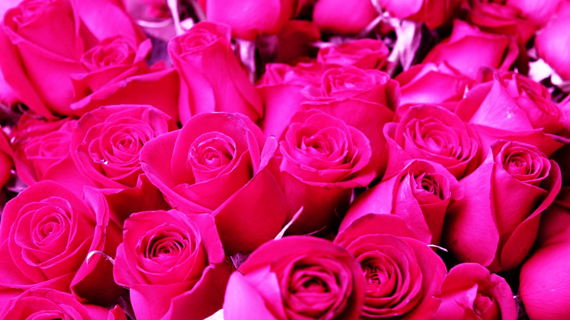 1920x1080 nature-wallpapers-roses-pink-wallpapers-wallpaperlandscapes-nature-hdwallpaper-wallpaper-42198&acirc;&#128;&brvbar; | Hot pink background, Pink roses background, Rose flower wallpaper