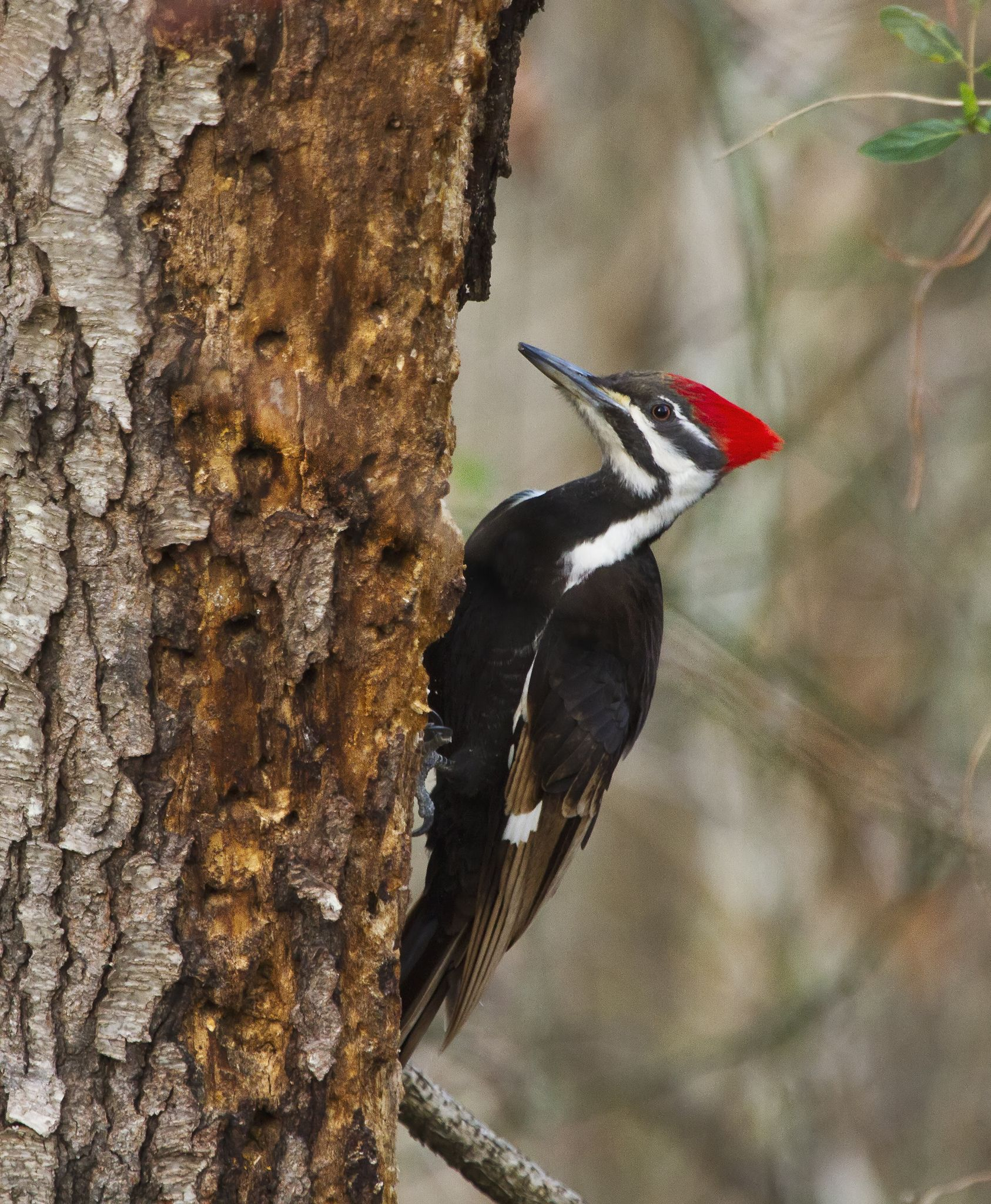 1686x2048 Pileated Woodpecker | Woodpecker, Pet birds, Beautiful birds