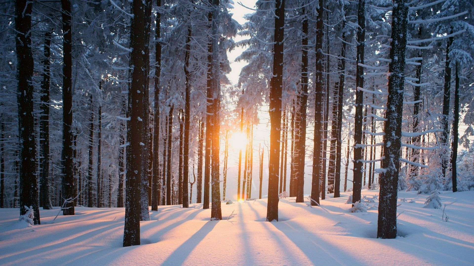1920x1080 Snowy Forest Wallpapers Top Free Snowy Forest Backgrounds