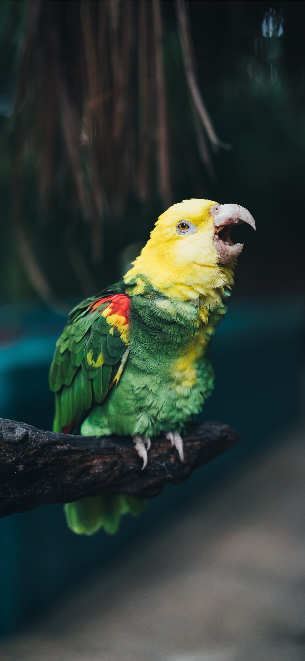 1284x2778 Latest Parrot iPhone HD Wallpapers