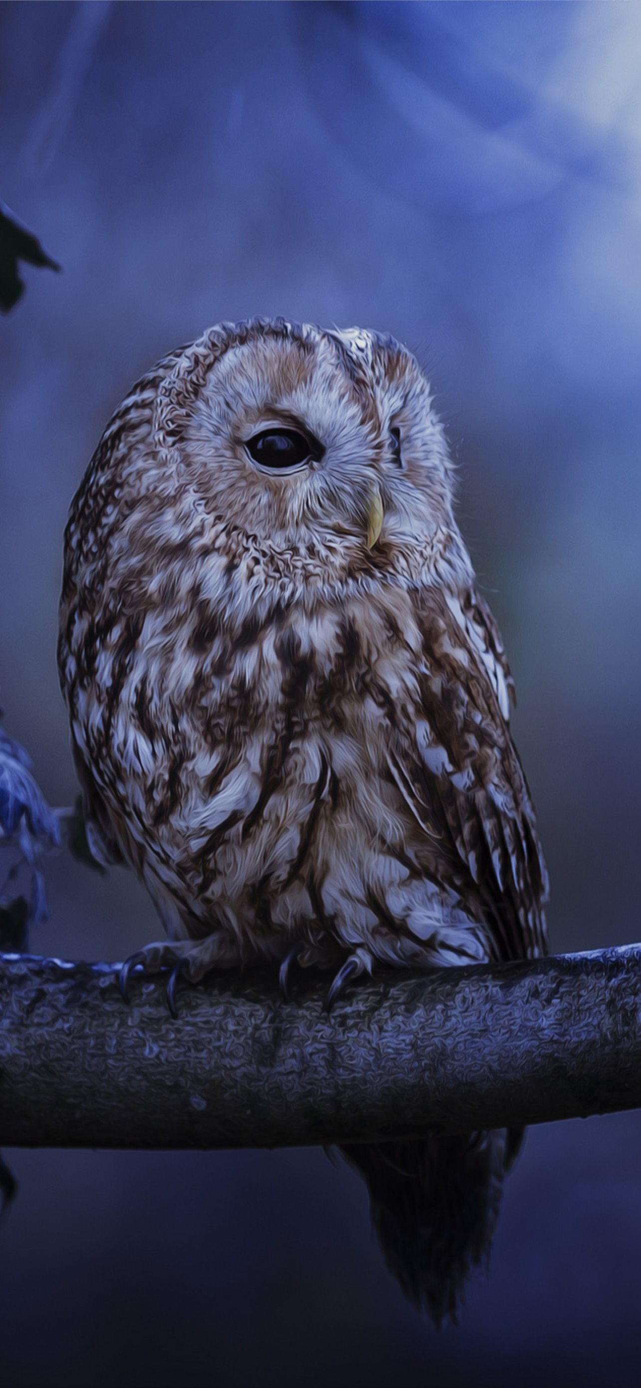 1284x2778 Owl Awesome Free HD iPhone Wallpapers Free Download