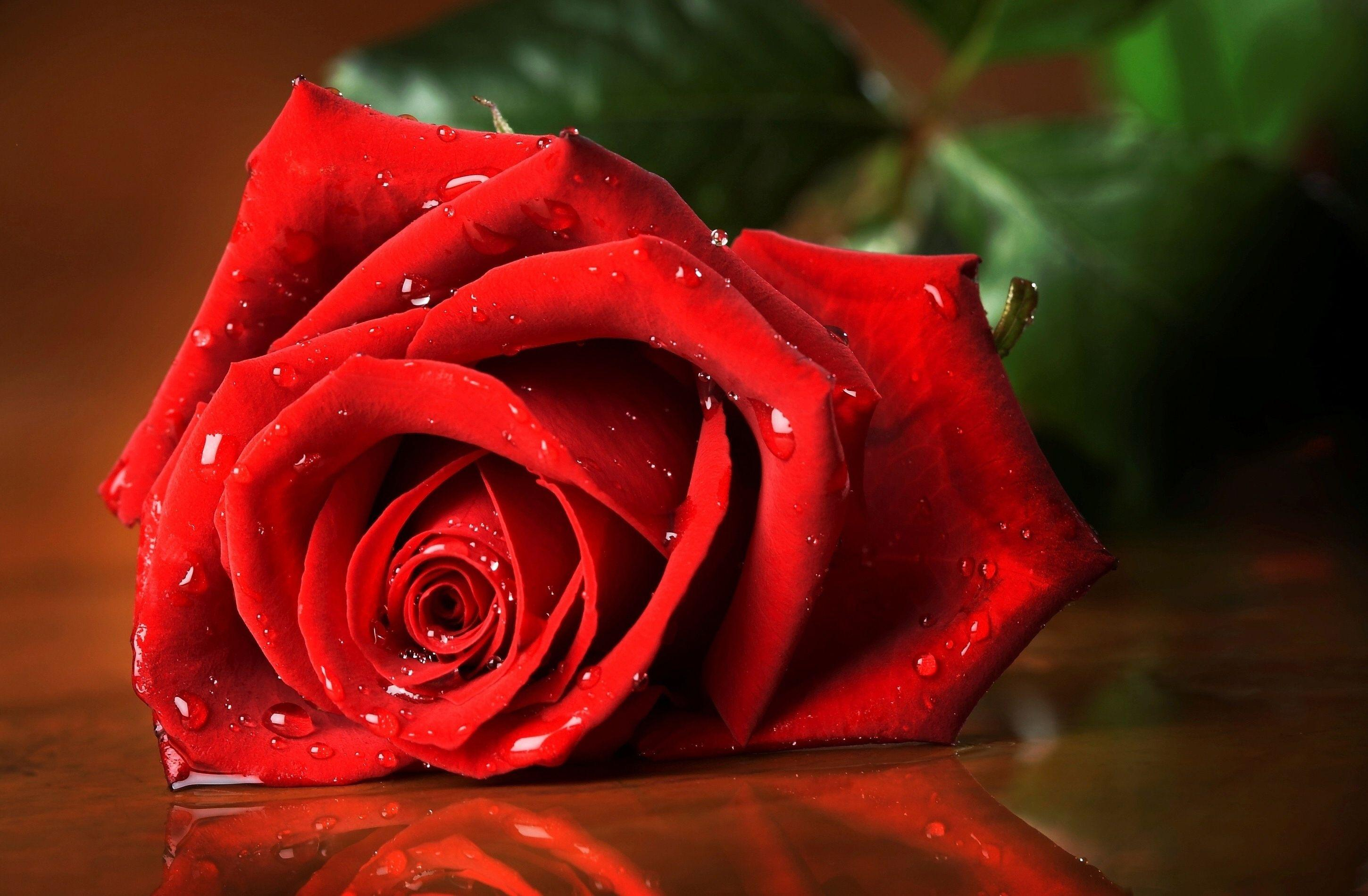 2900x1900 Roses HD Wallpapers