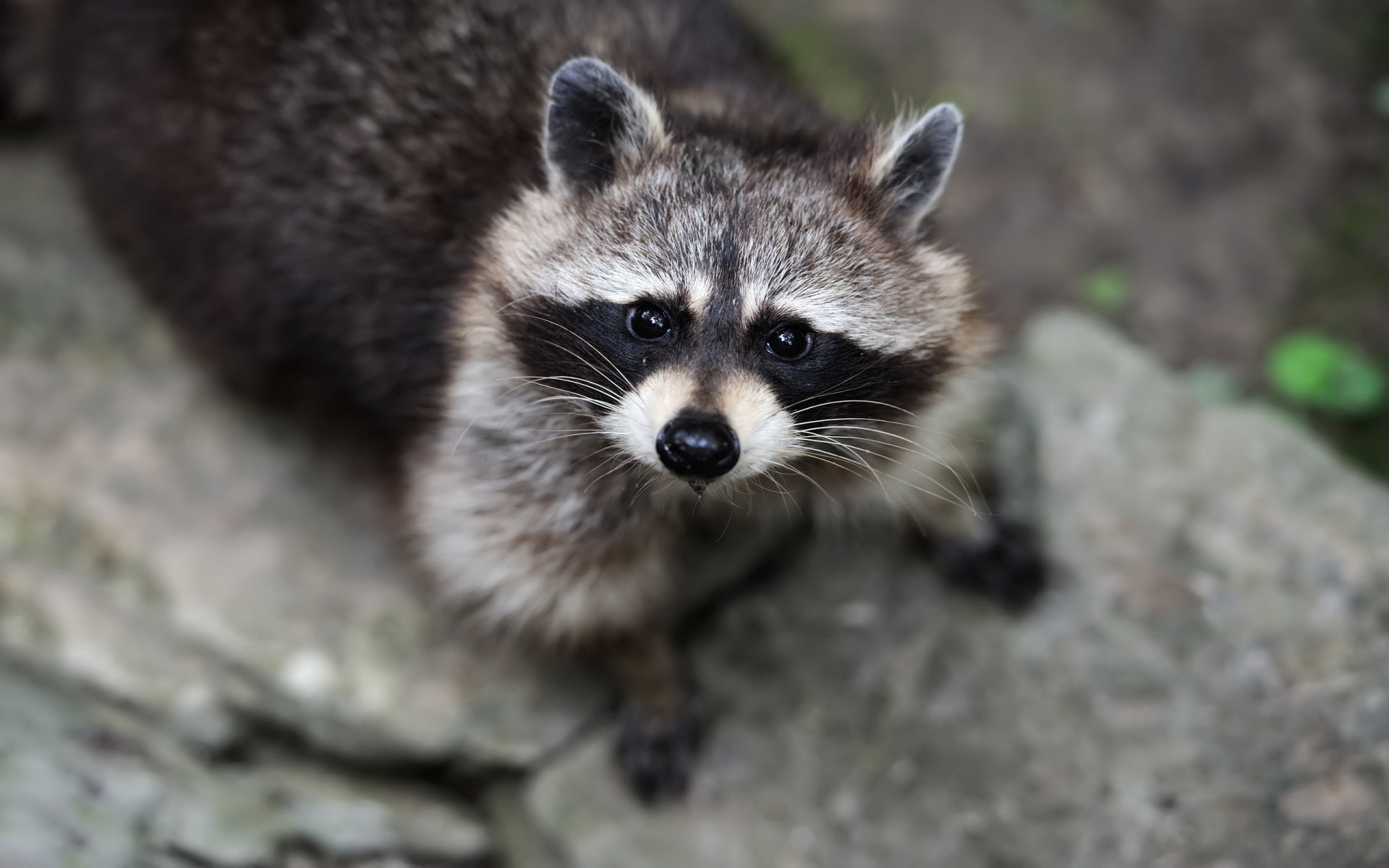 1920x1200 210+ Raccoon HD Wallpapers and Backgrounds