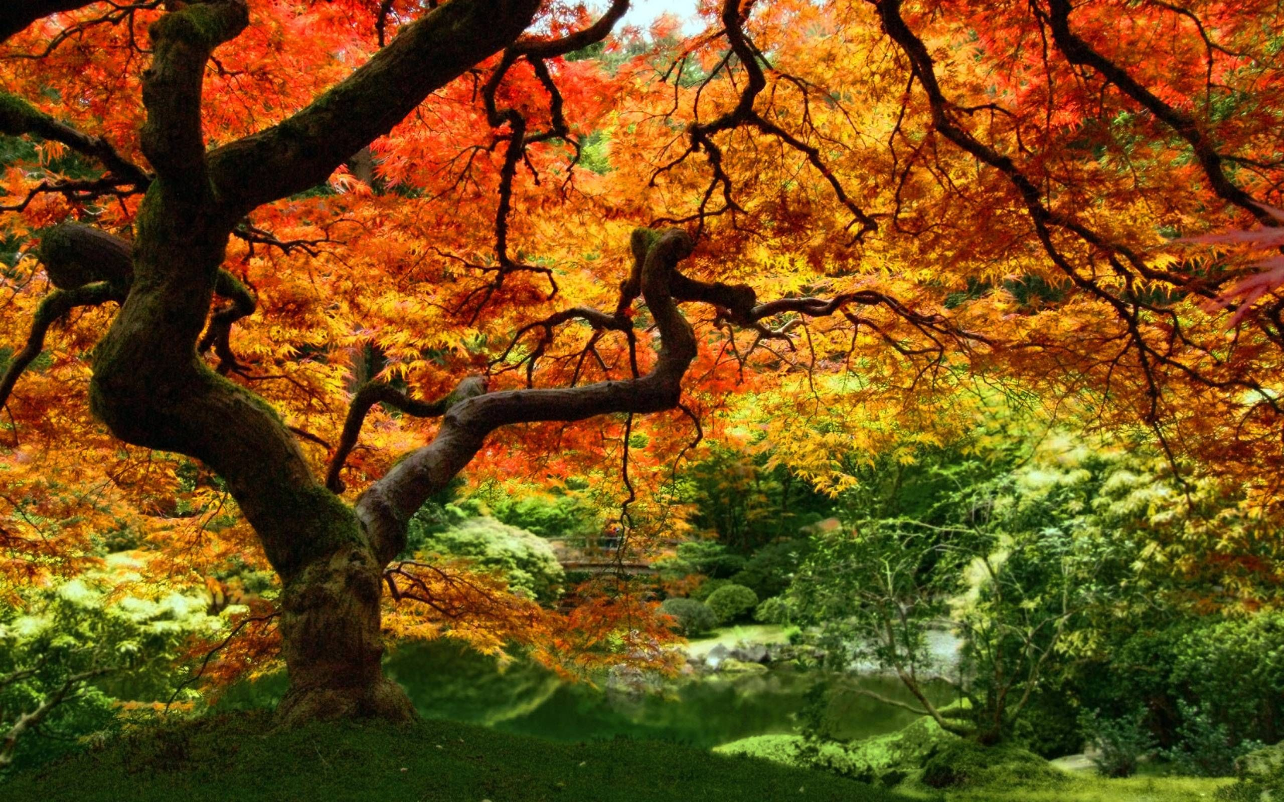 2560x1600 Rain Forest Wallpapers | Autumn leaves wallpaper, Autumn trees, Autumn forest