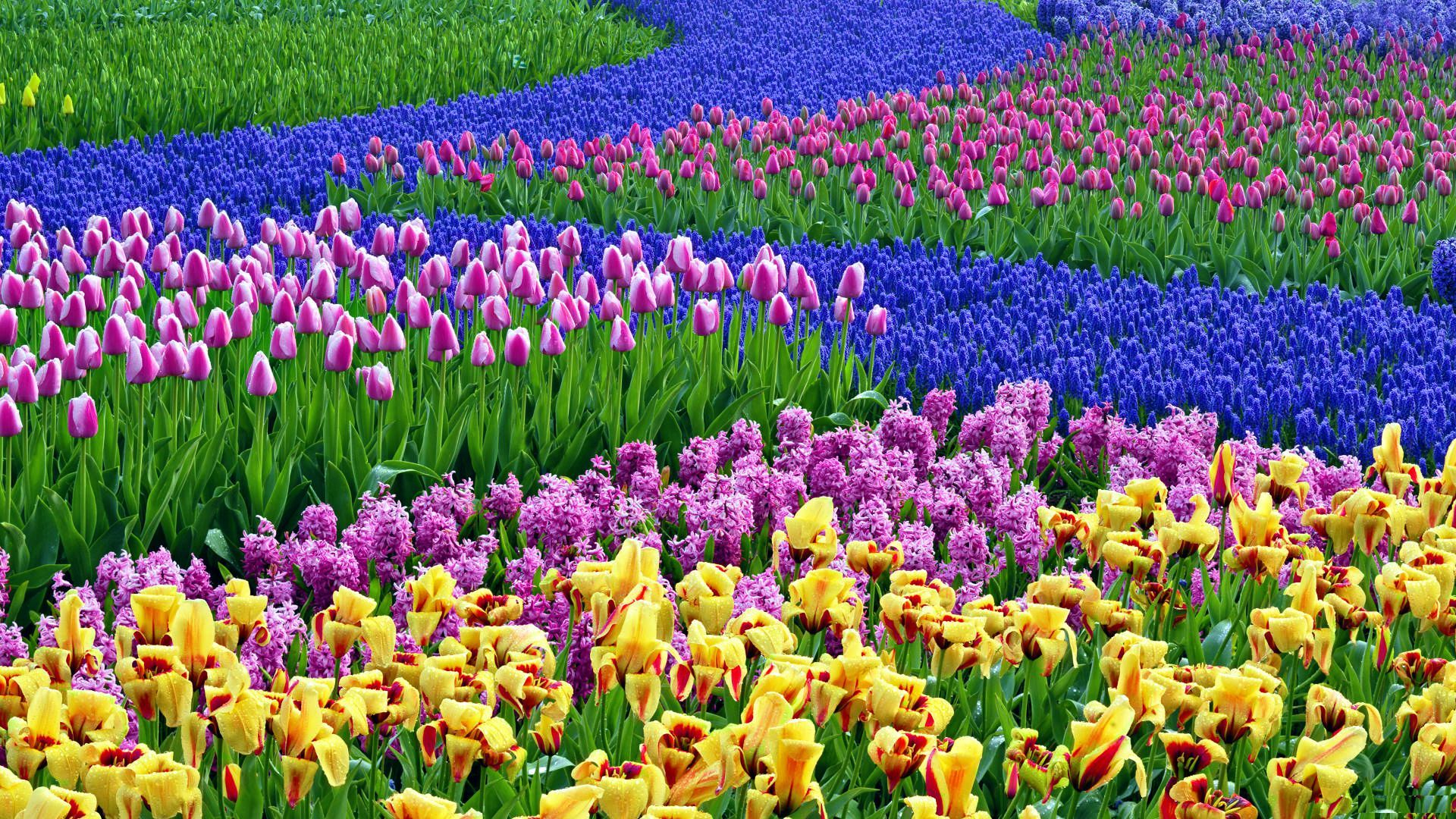 1920x1080 Spring Floral Desktop Wallpapers Top Free Spring Floral Desktop Backgrounds