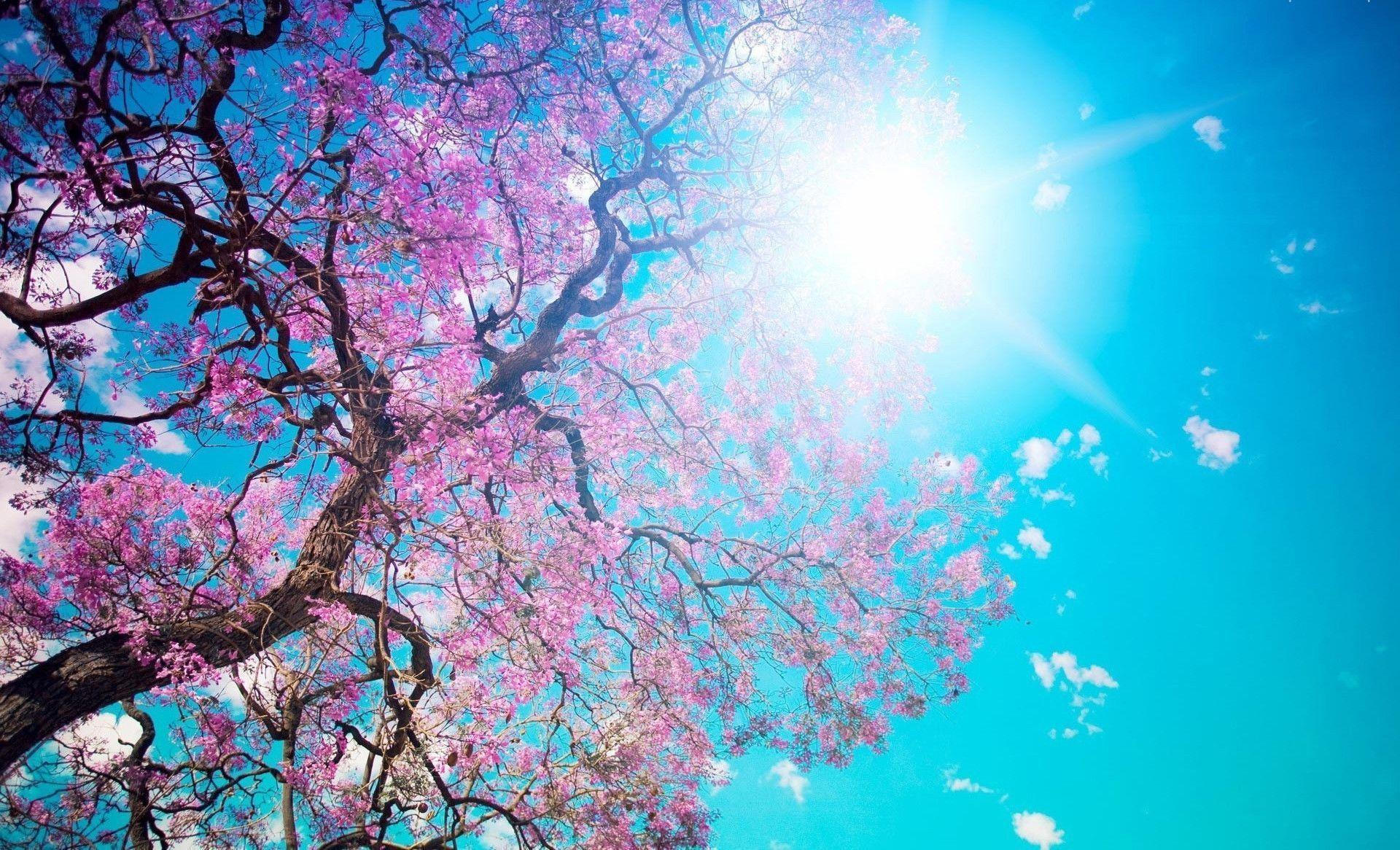 1920x1166 Pink Tree Wallpapers