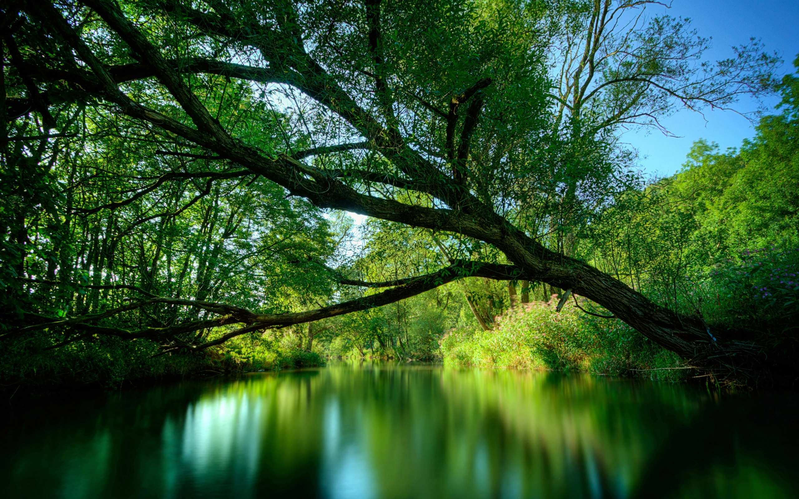 2560x1600 Landscape, River, Willow Tree Widescreen Hd Wallpaper :