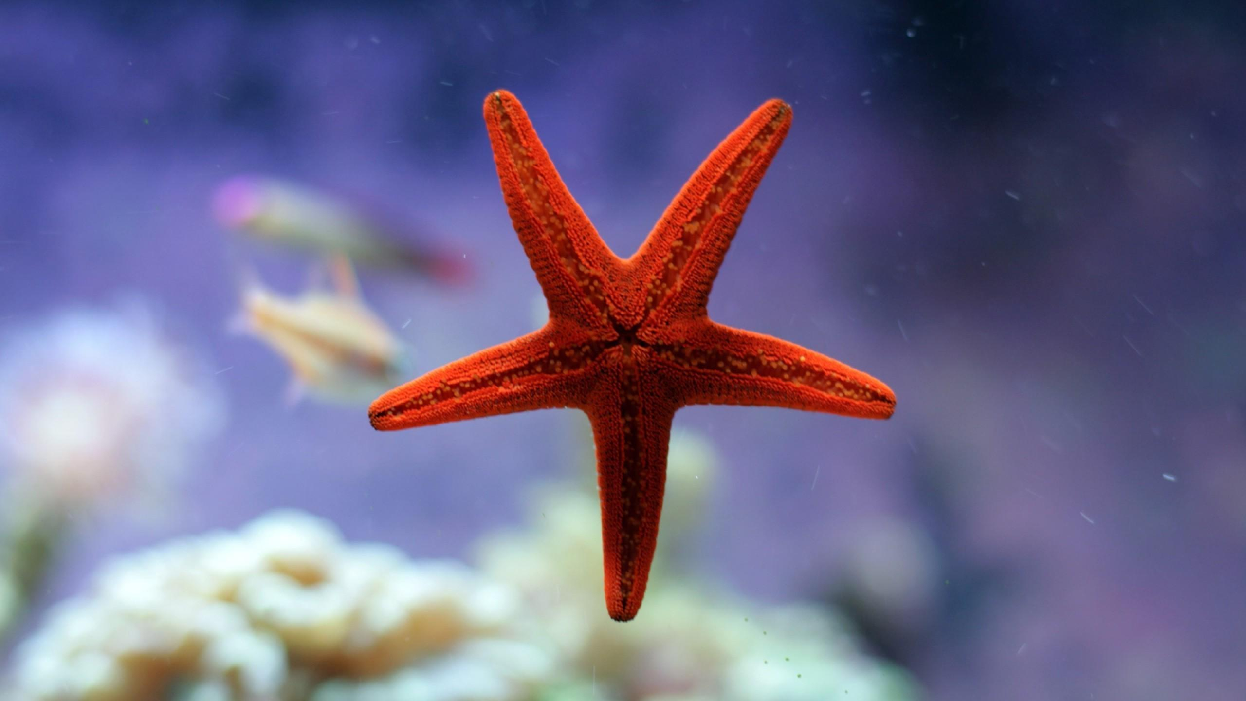 2560x1440 Starfish Ocean Underwater Wallpapers