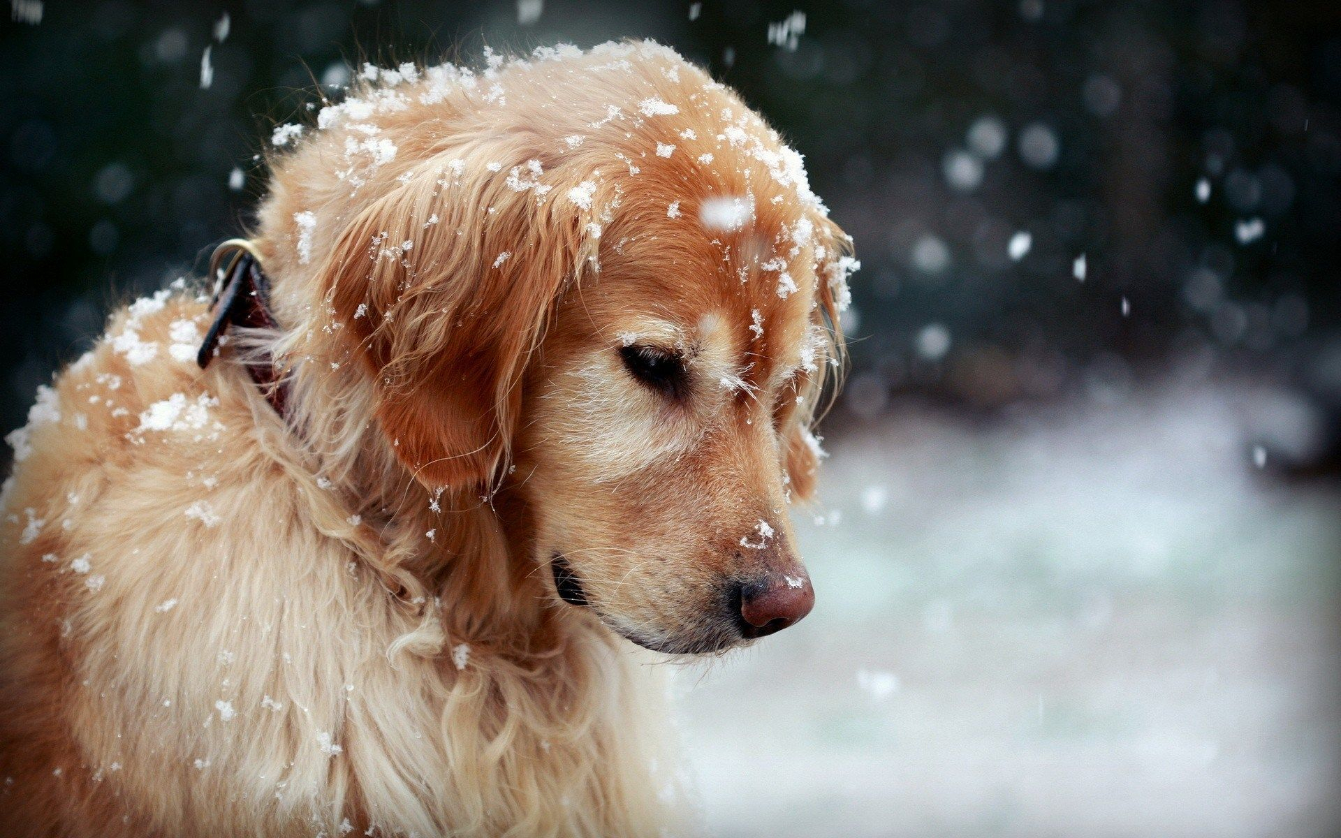 1920x1200 Winter Dog Wallpapers Top Free Winter Dog Backgrounds