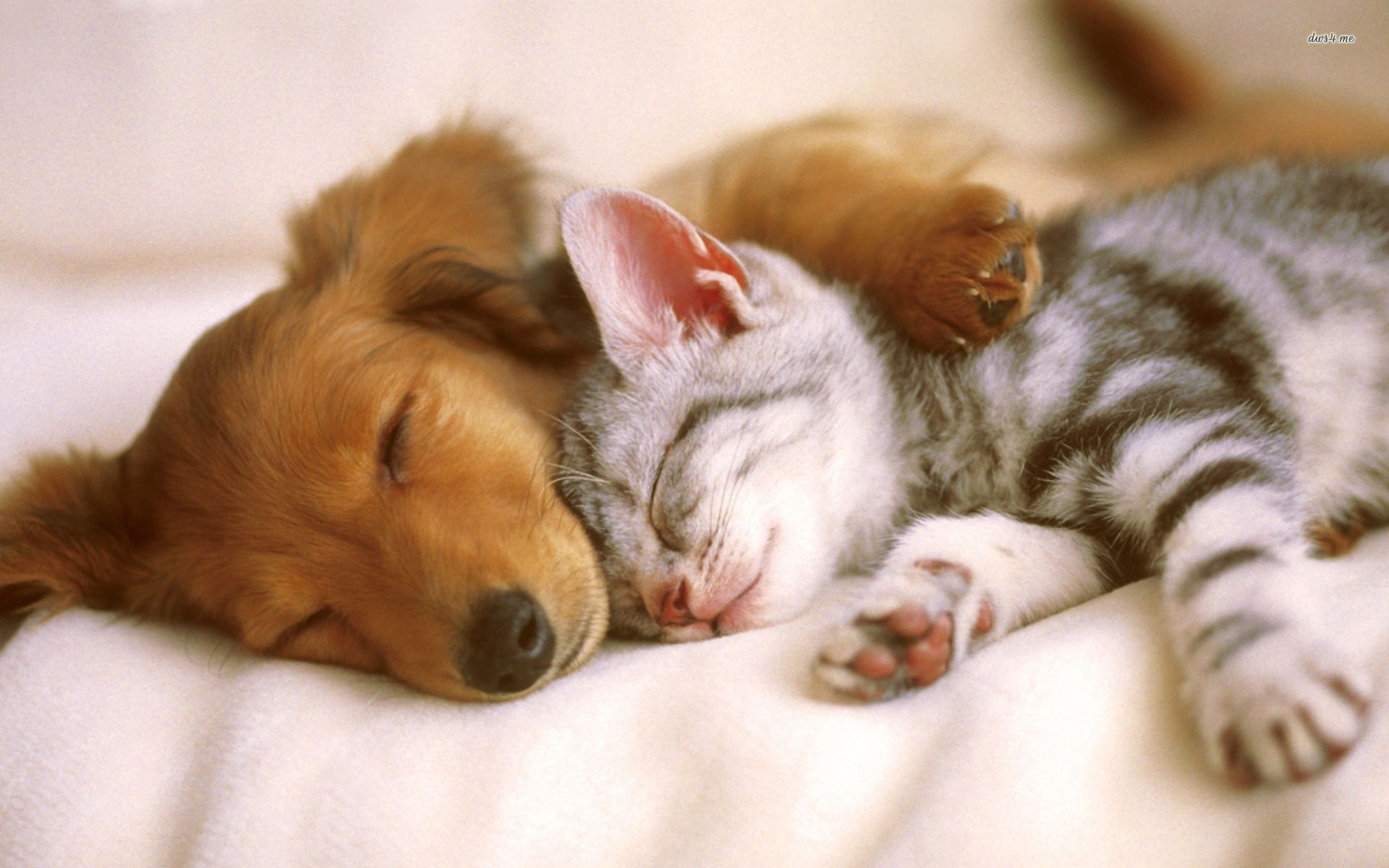 1920x1200 Cute Puppies and Kittens Wallpapers